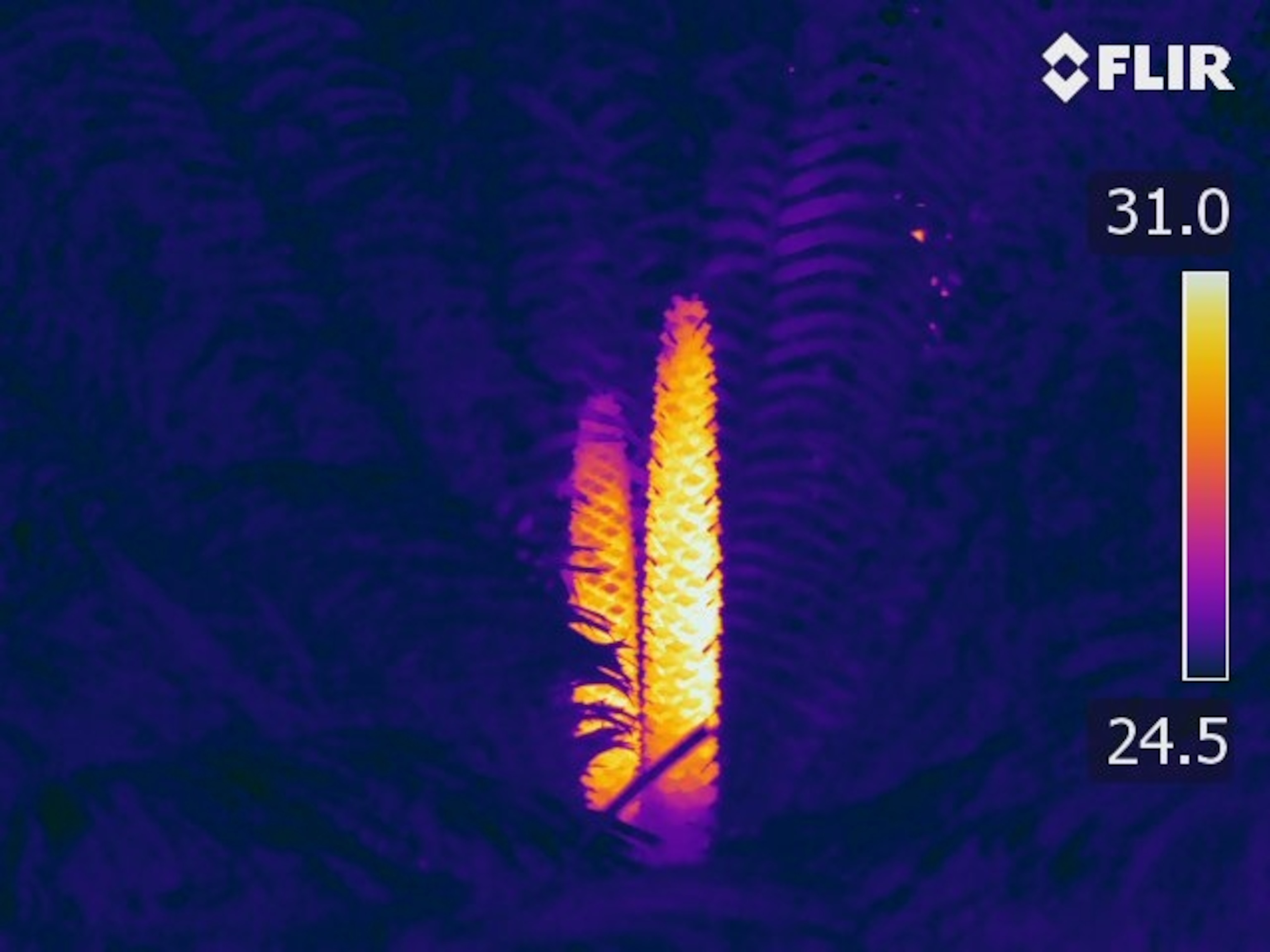 Thermal image of two male cycad cones releasing pollen. Cones heat during pollen-release.