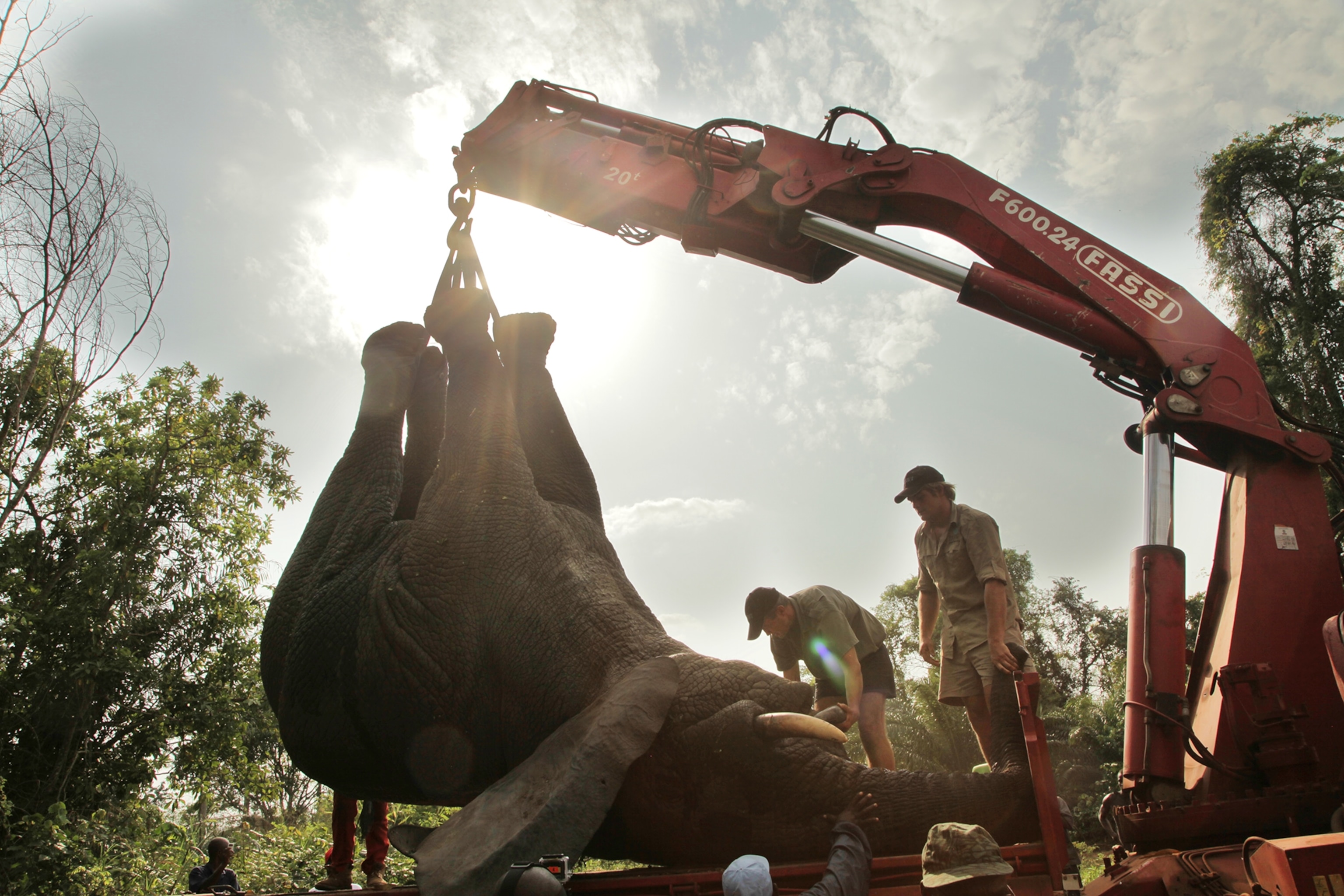 an elephant in a truck.