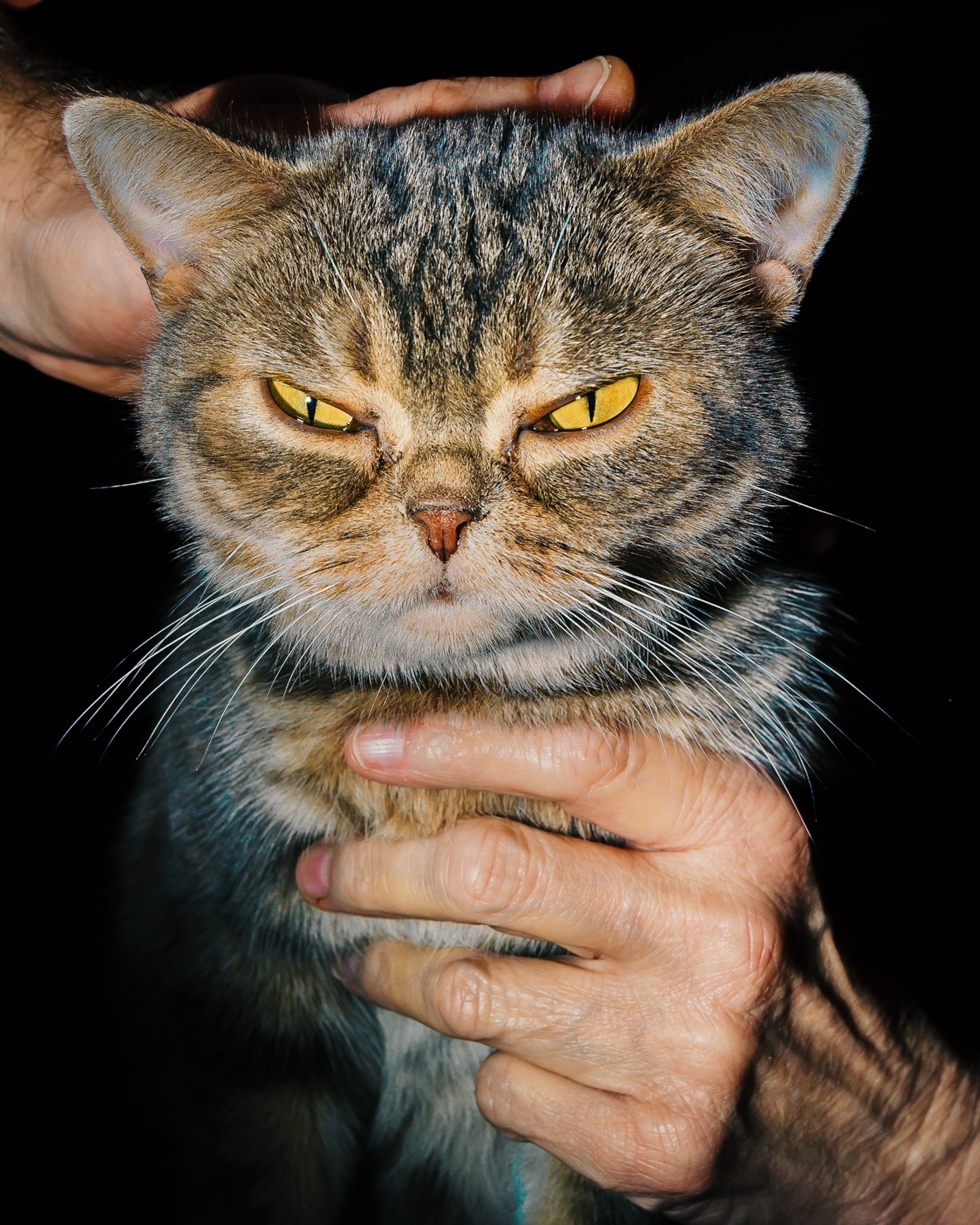 A close-up of a cat's face as it is being pet