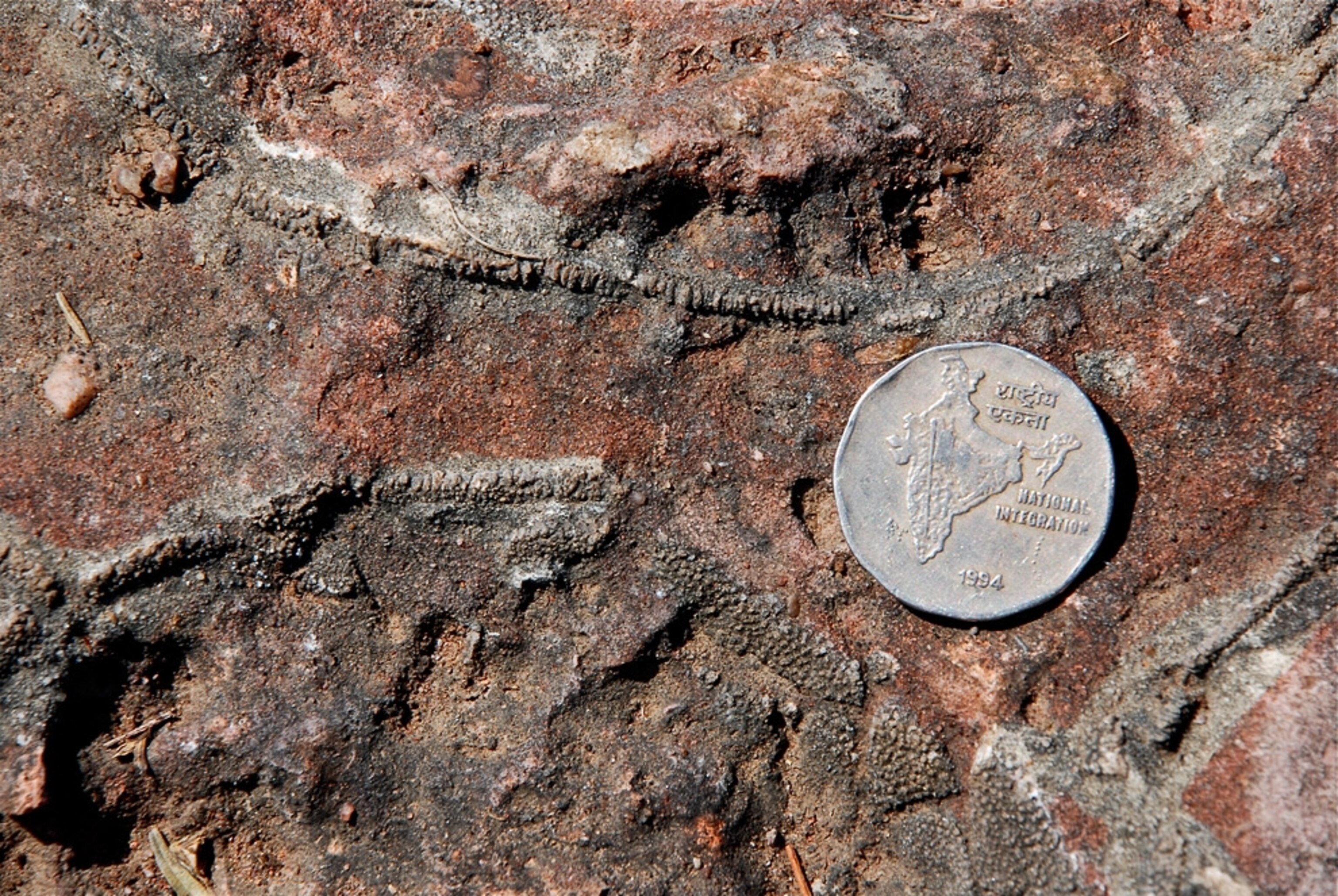 Picture of fossilized dinosaur egg fragments next to an Indian coin