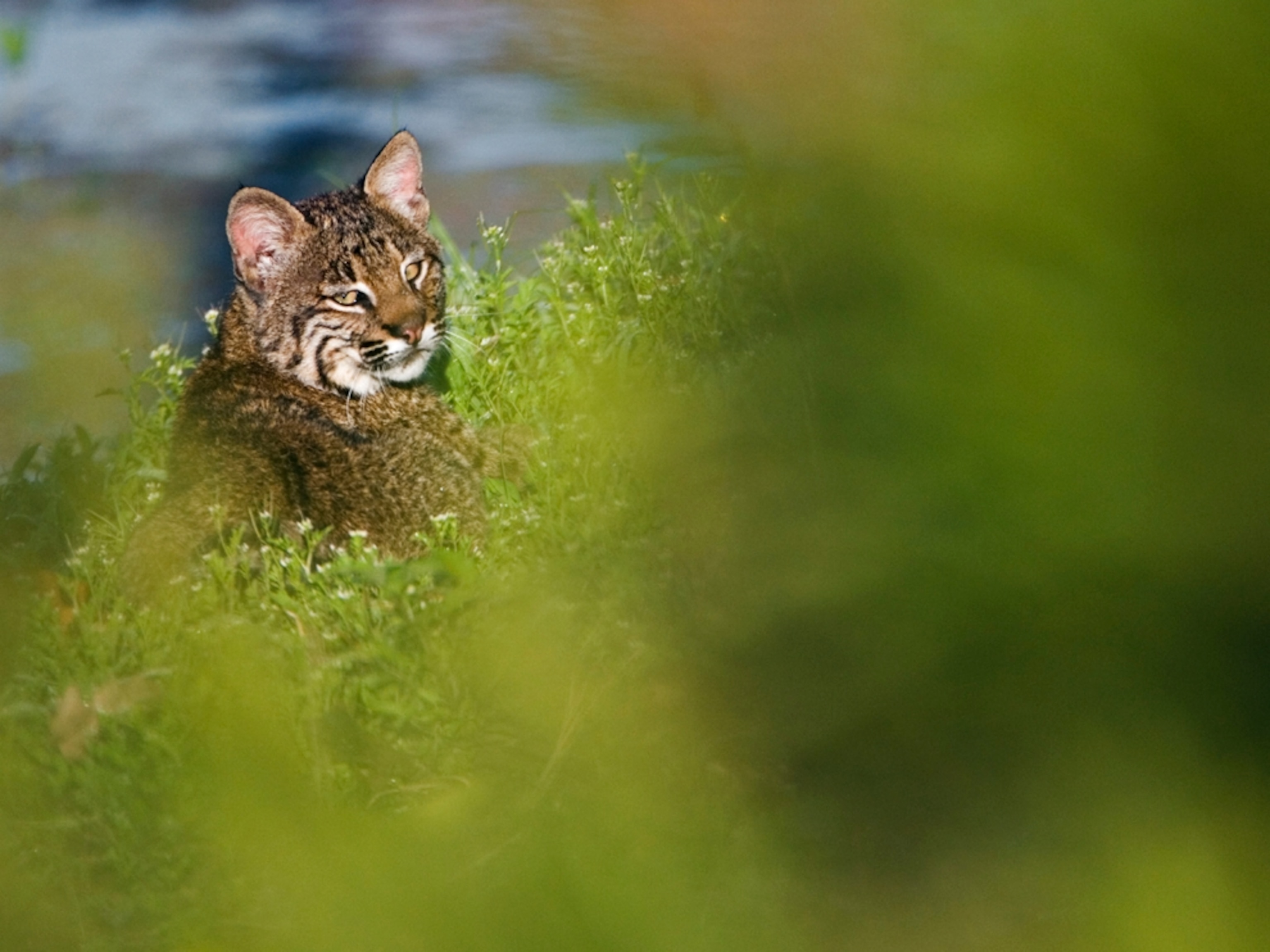 a bobcat in the Wakodahatchee Wetlands near Delray Beach, Florida