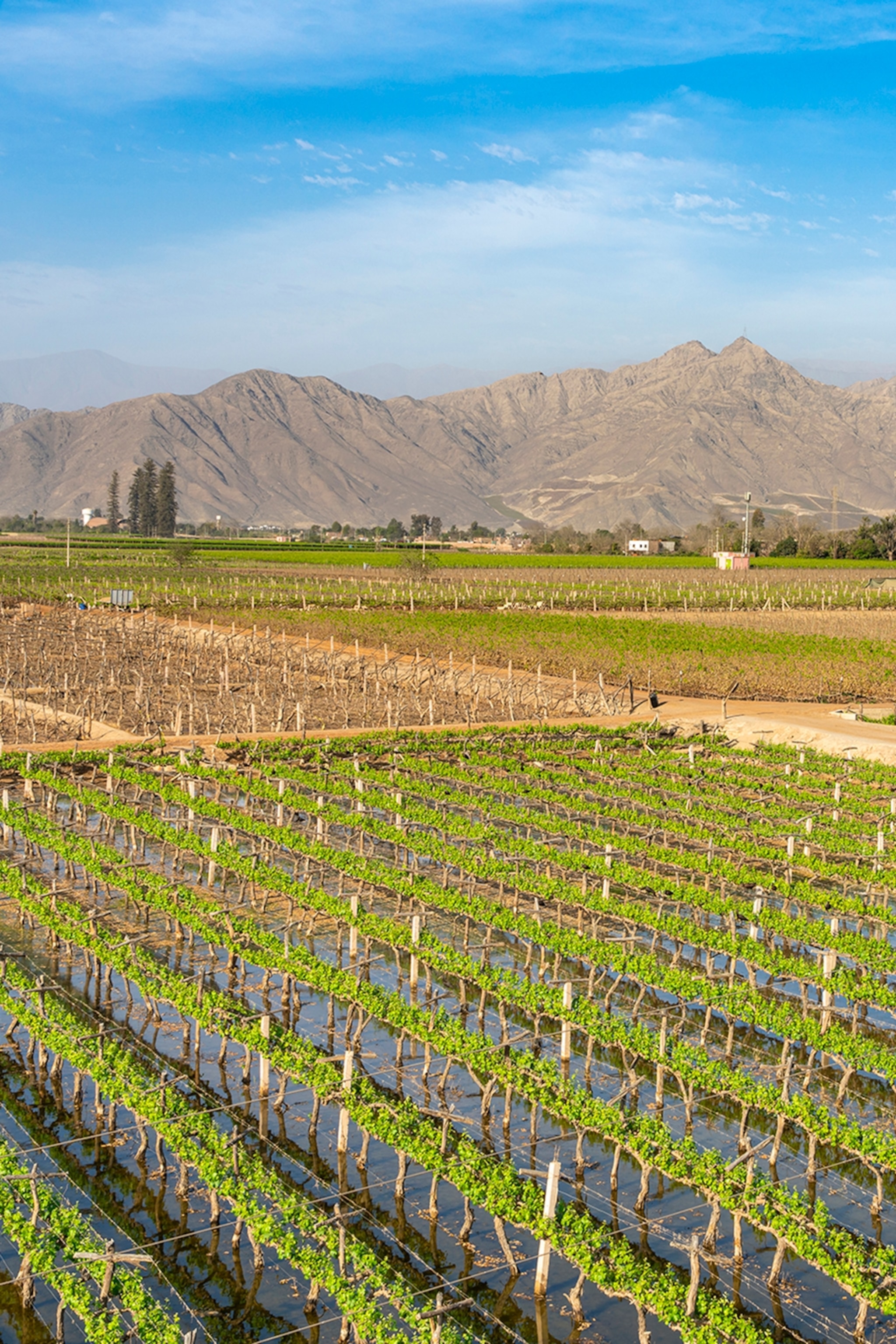 Green vineyards on a flat plain backed by mountains and a blue sky