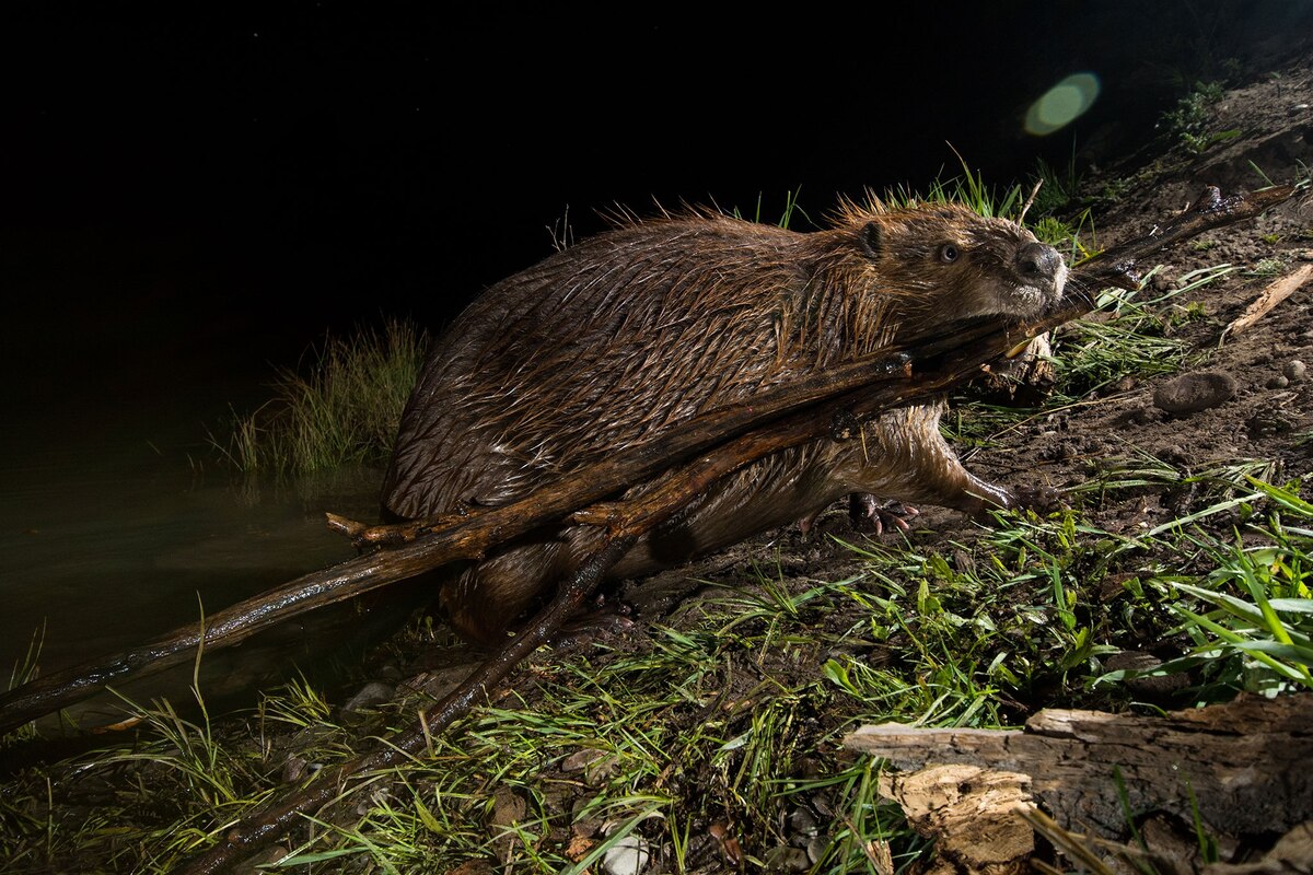 How coastal beavers are helping salmon recover in Washington