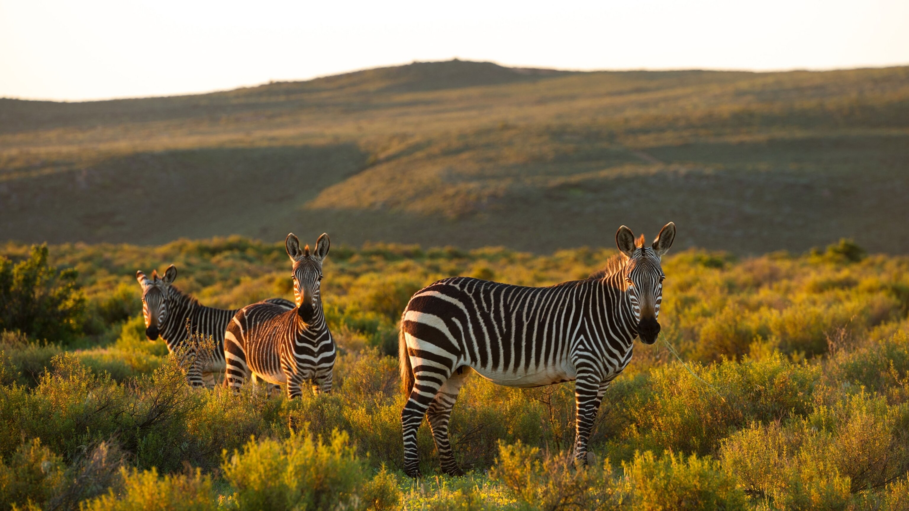 These African lodges lead the way in wildlife conservation