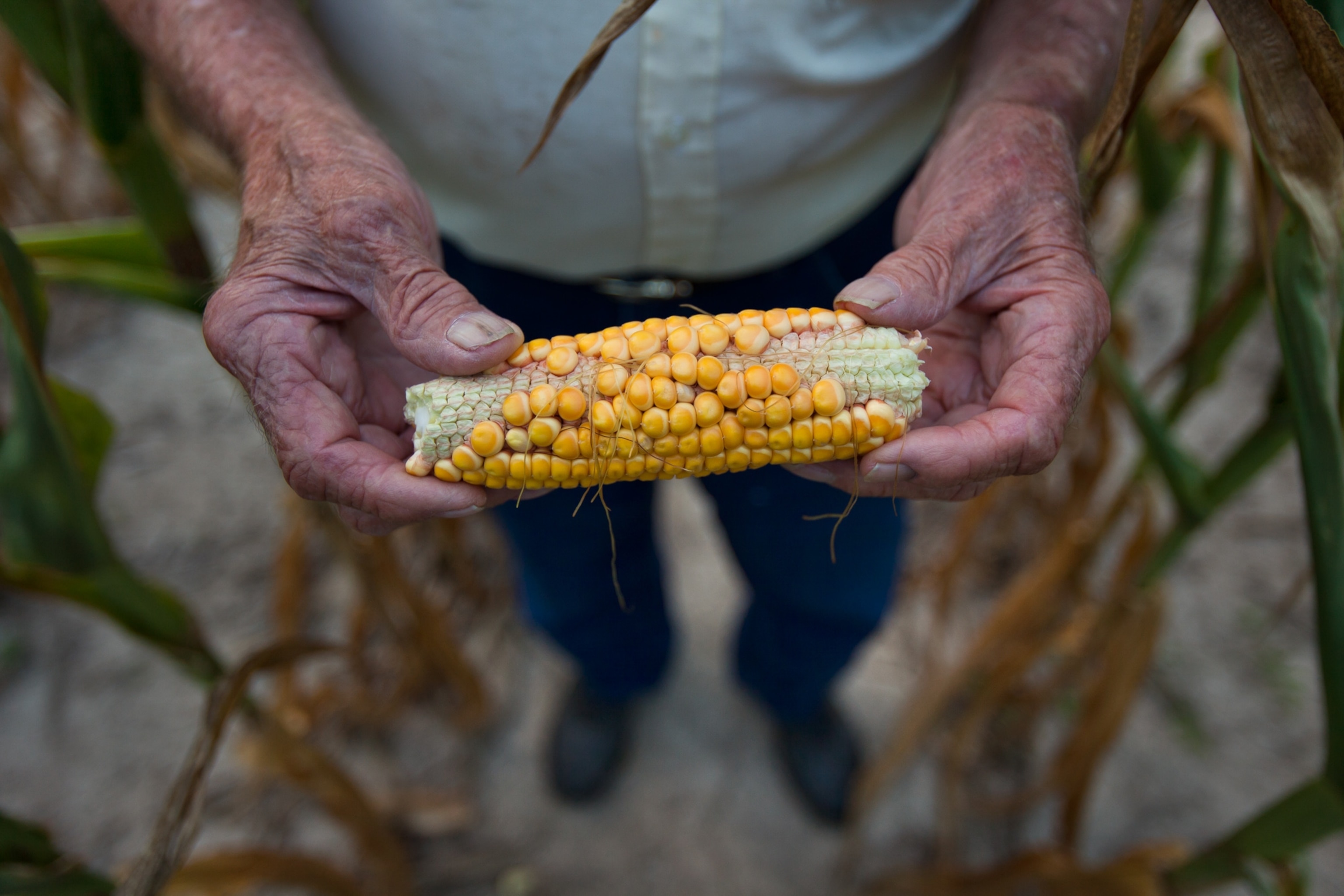 A farmer holds a drought-stricken ear of corn.
