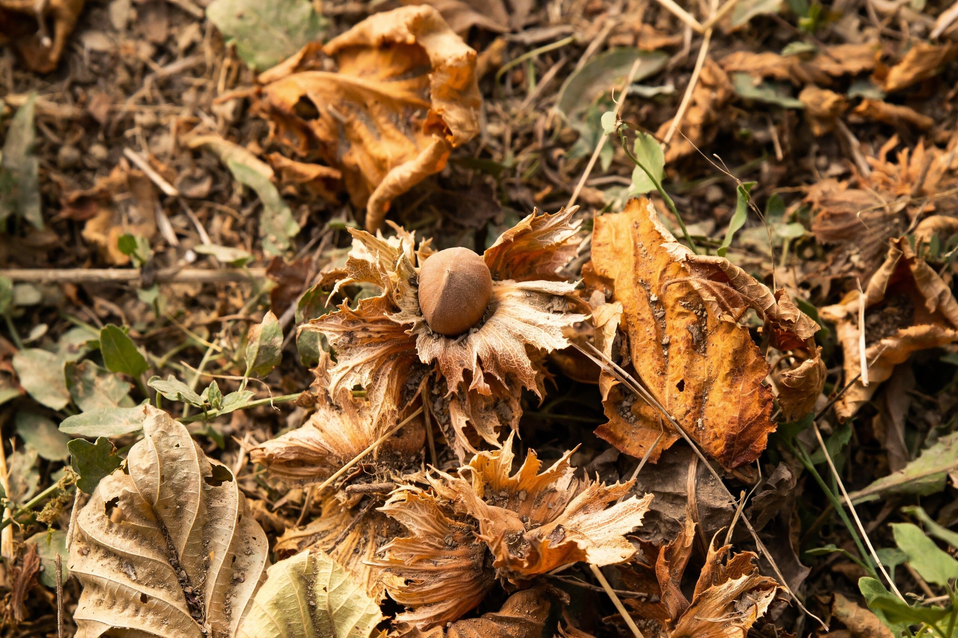 Piedmontese hazelnuts after being shaken from the tree.