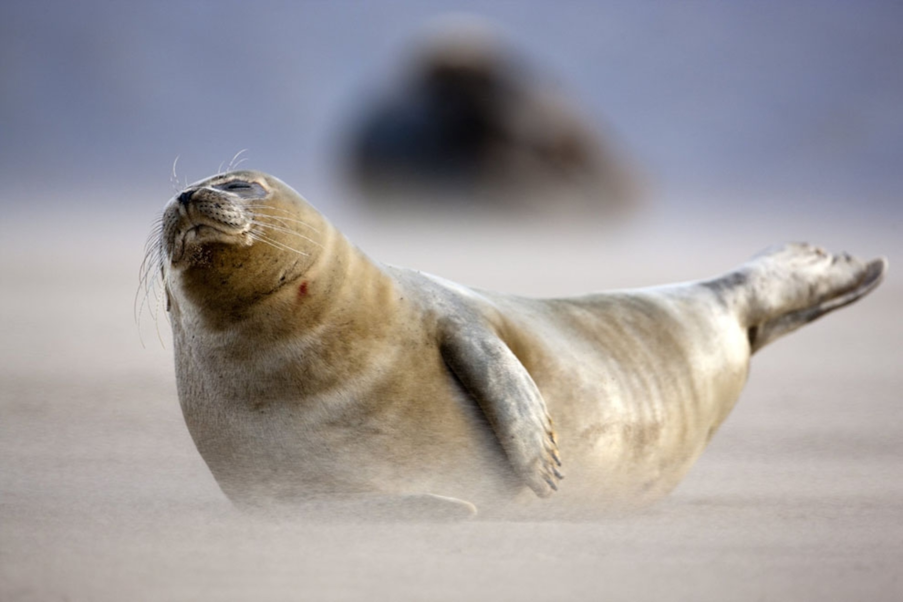 Atlantic gray seal on beach Donna Nook in Lincolnshire England