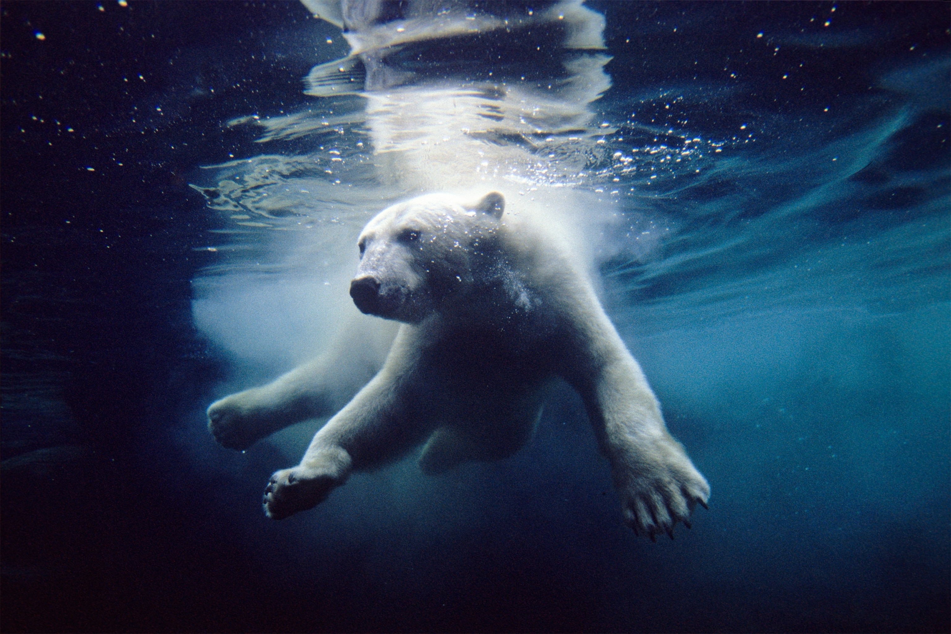 a polar bear swimming underwater at the San Diego Zoo
