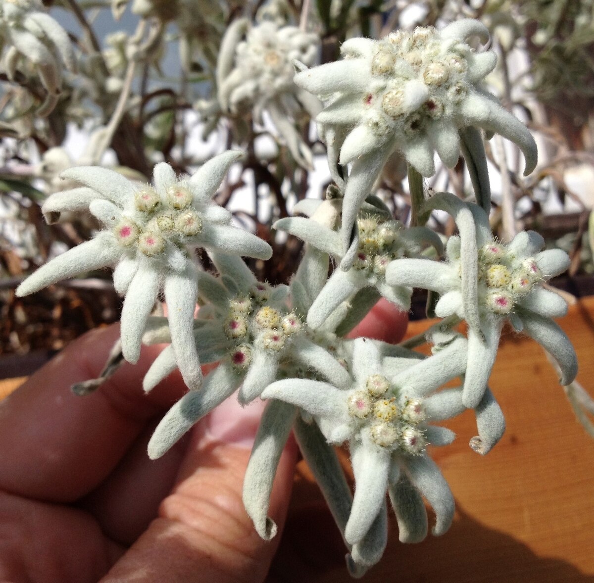 My Favorite Swiss Flower