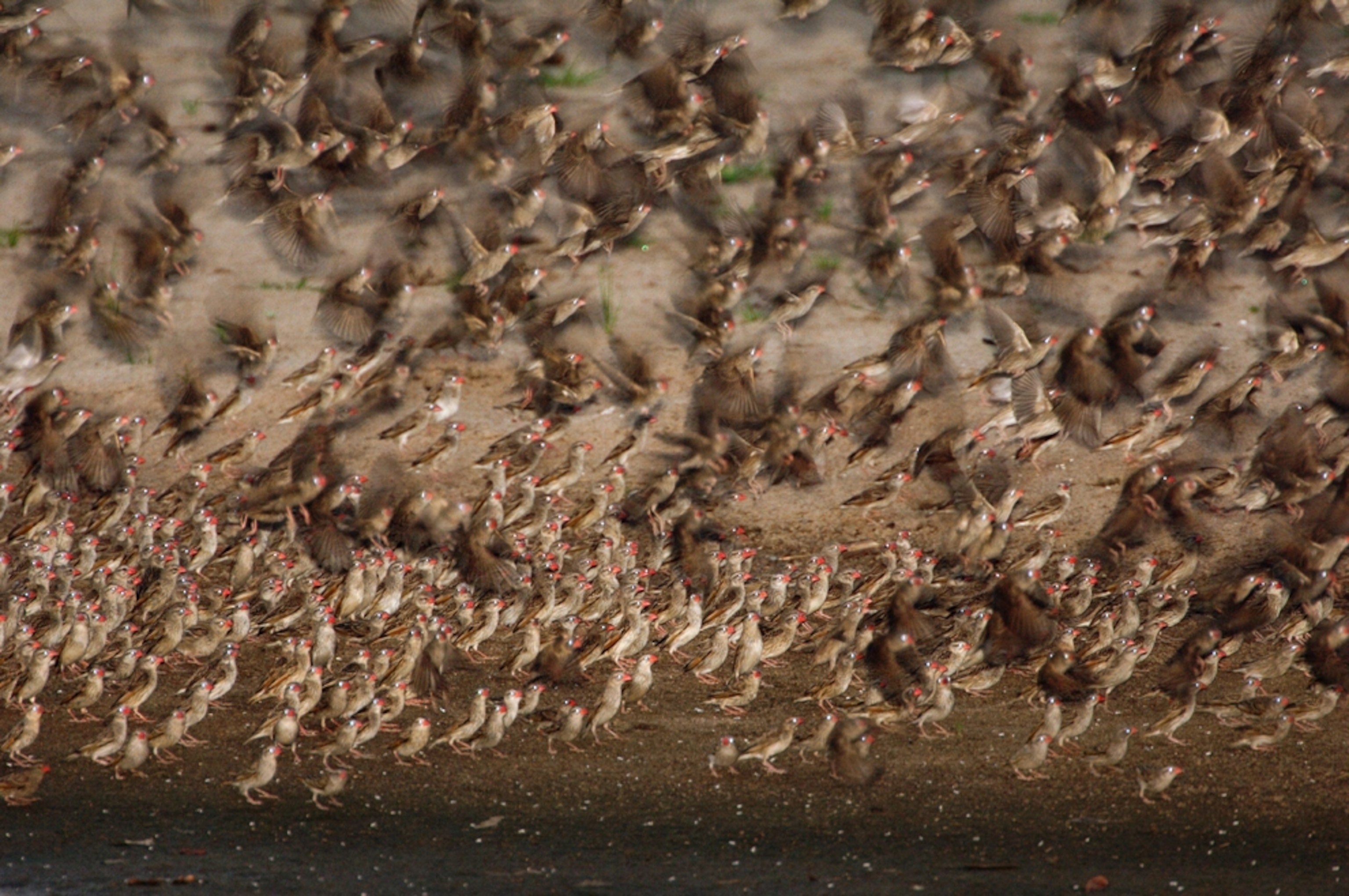 red-billed queleas taking flight in Zambia