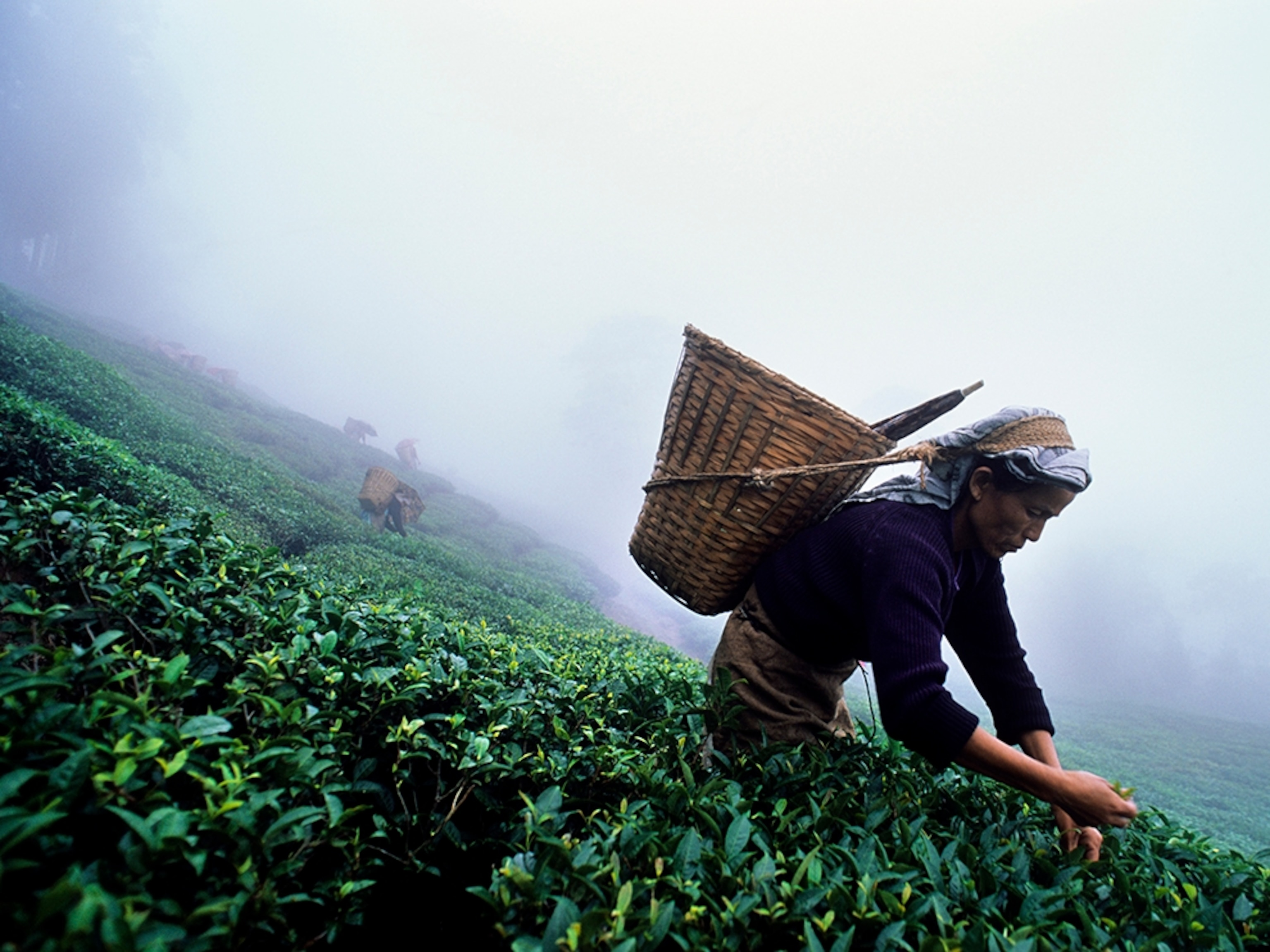 woman picking tea leaves in India