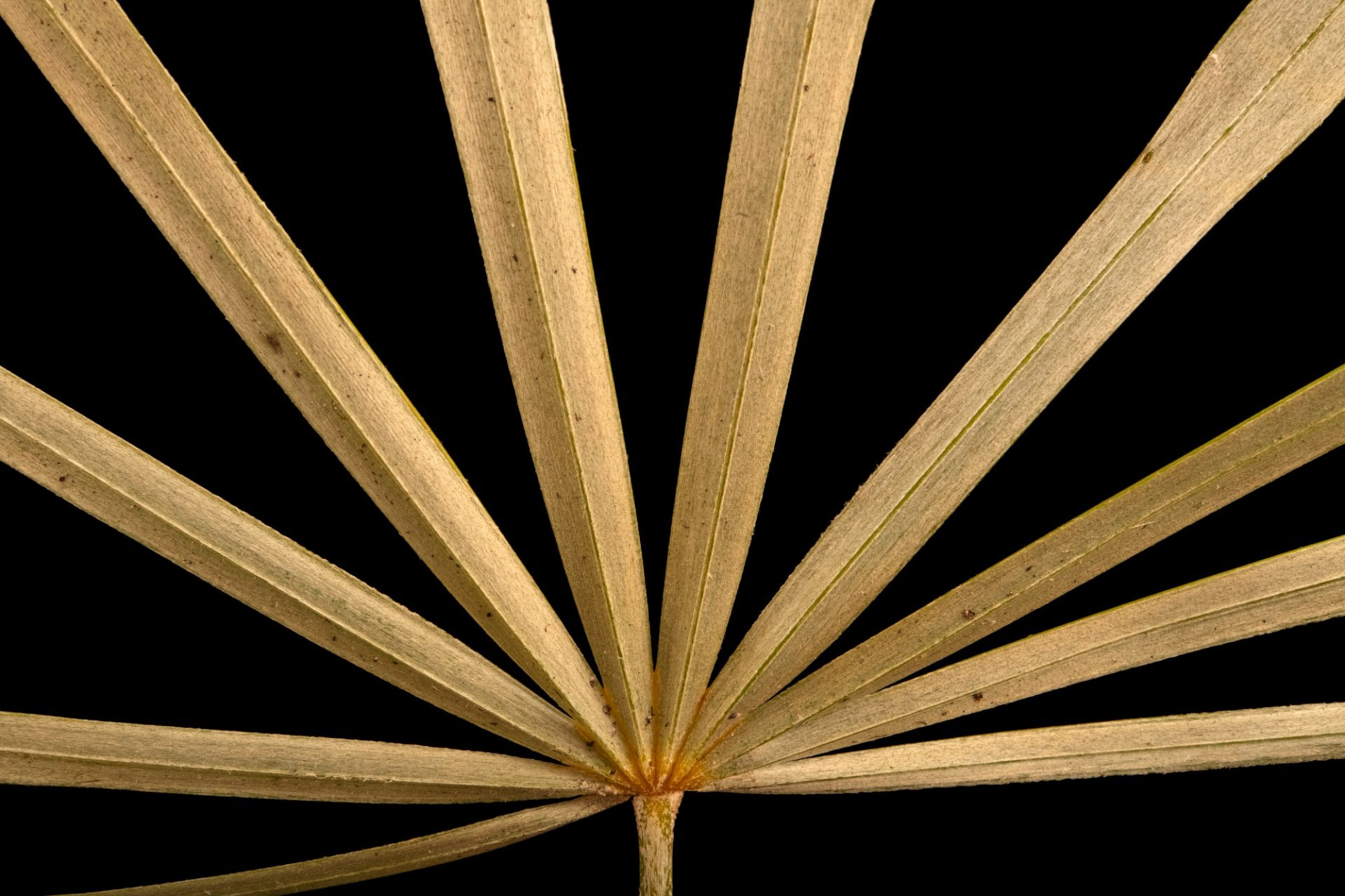 A Florida silver palm against a black background.