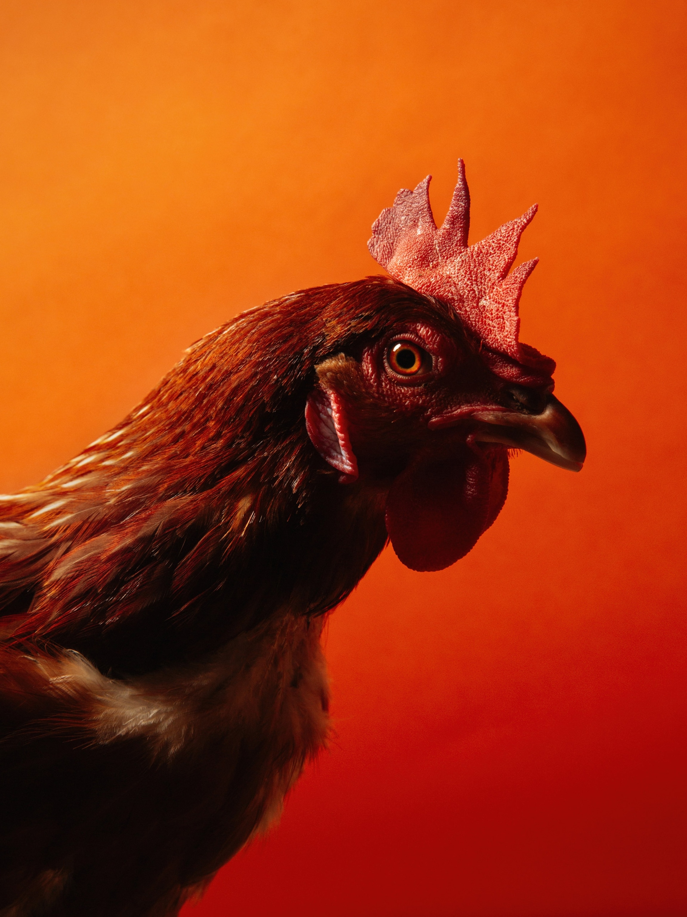 What does ‘pasture-raised’ really mean?
