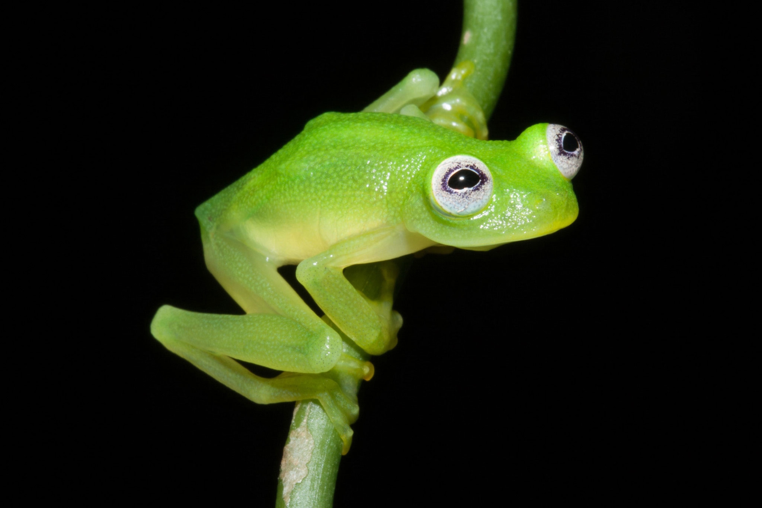 Diane's Bare-hearted glass frog
