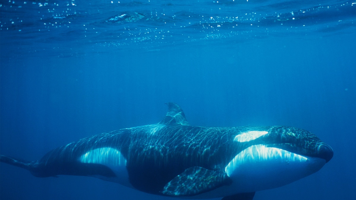 After Menopause, Female Killer Whales Help Pod Survive
