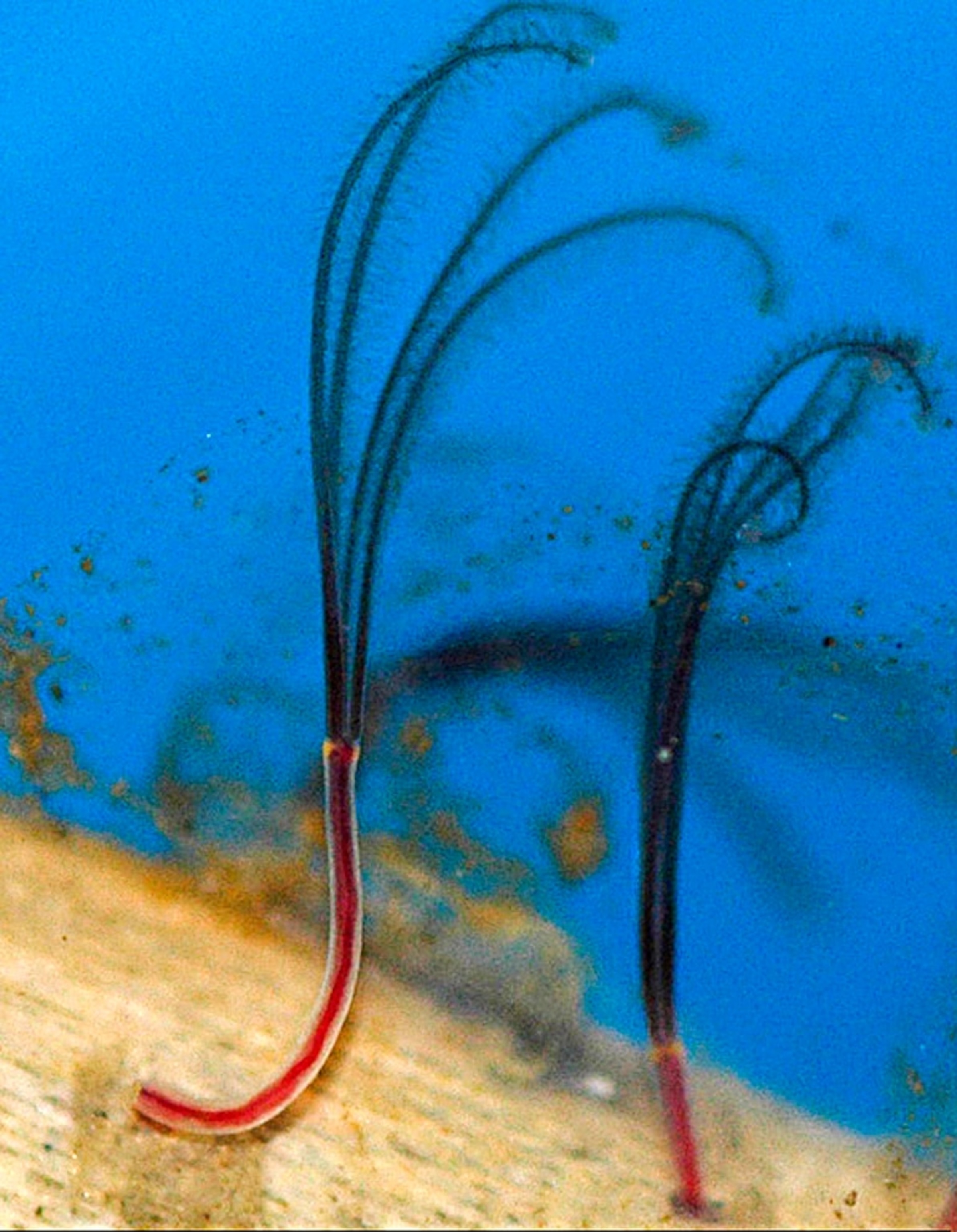 the Osedax yellow-collared worm