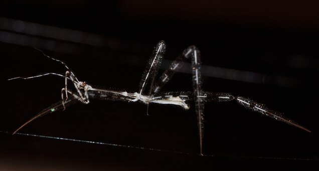 Giraffe Assassin Bugs Catch Spiders By Dampening Web Vibrations