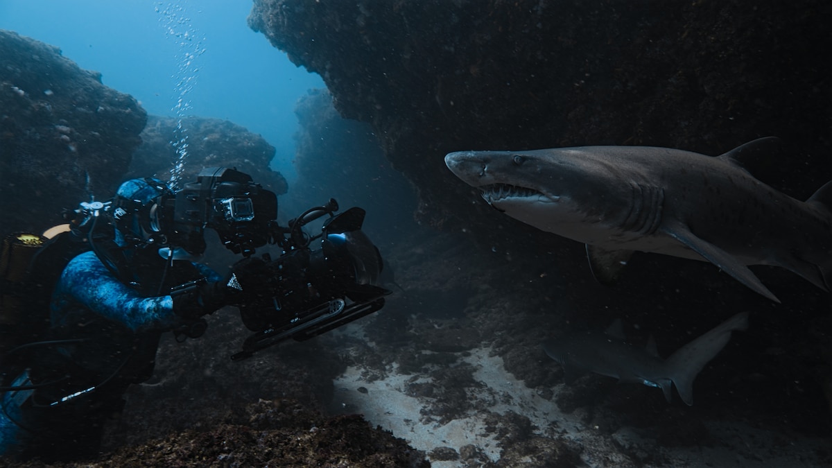 How to not get eaten by a shark, explained by professional divers