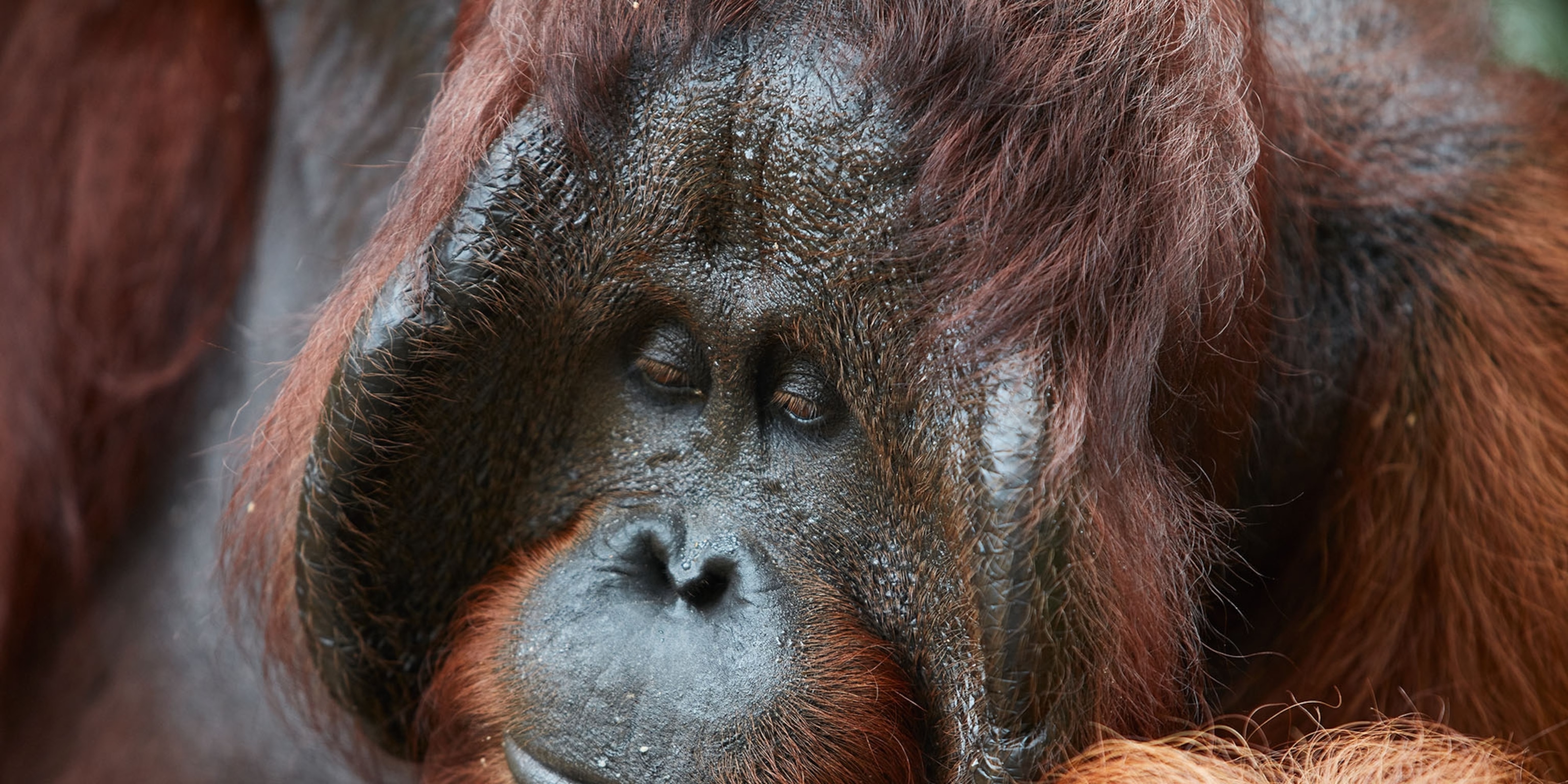 Monkey business: meet the orangutans of Sarawak, Malaysia