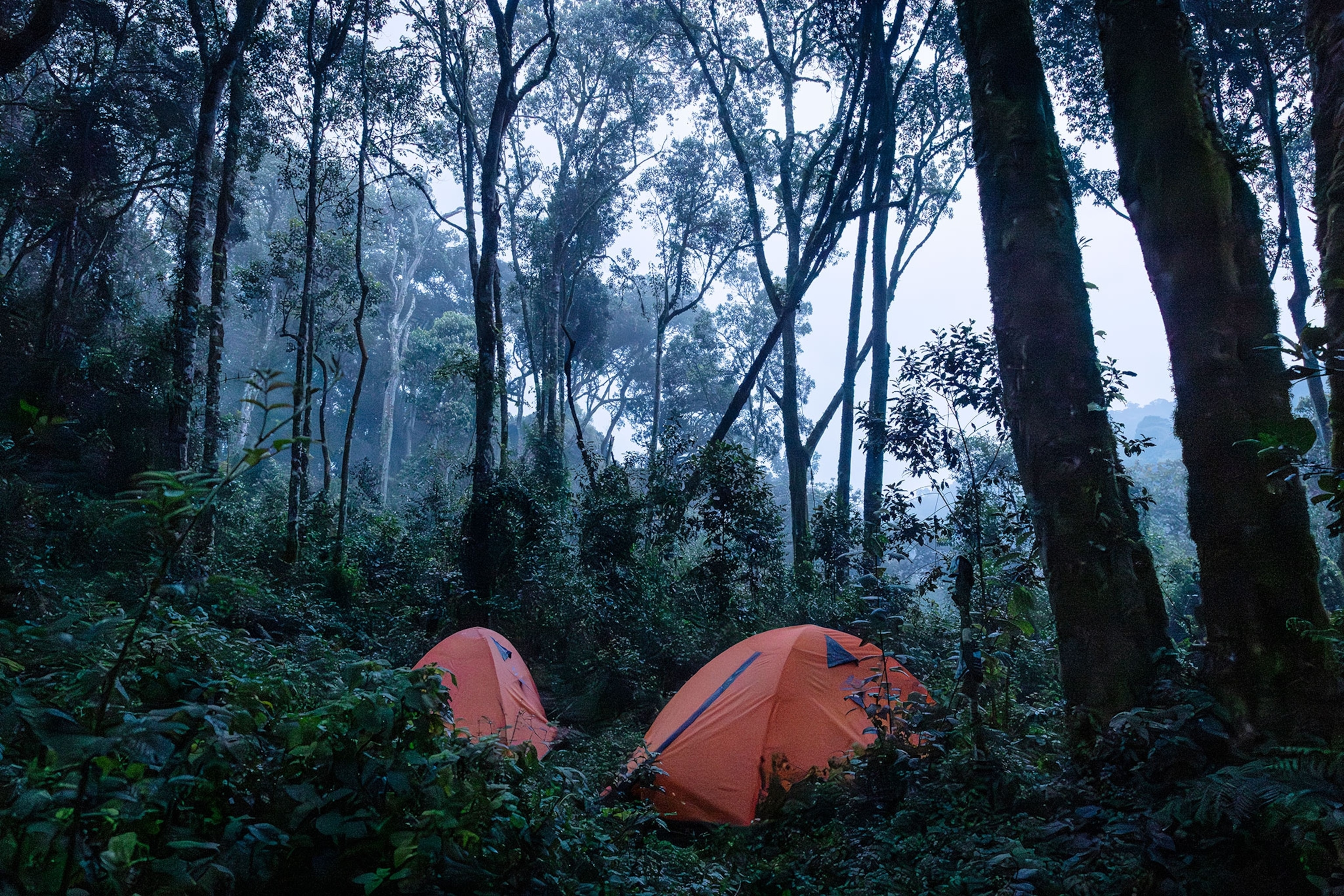 orange tents pitched in thick forest