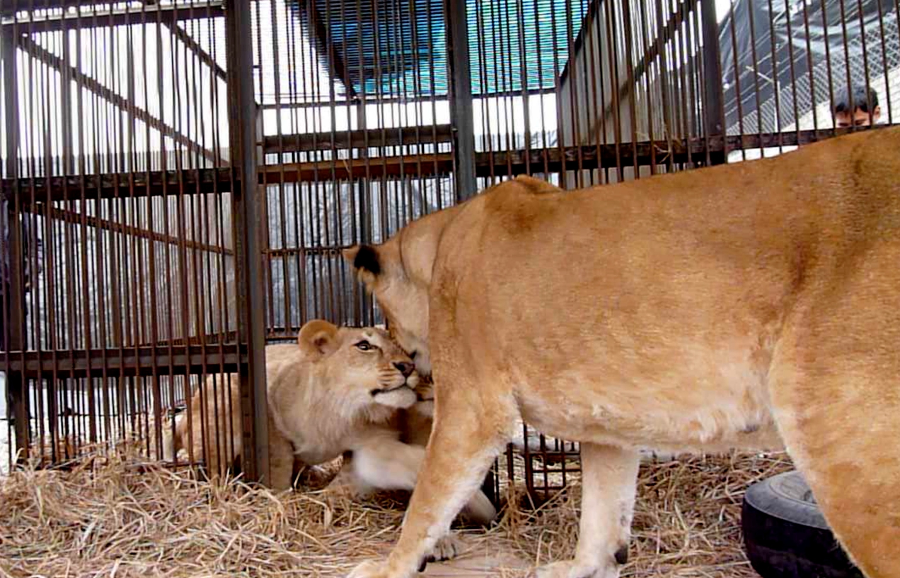 After being separated by the circus, lioness Kiara is reunited with her cubs in ADI’s Operation Spirit of Freedom rescue centre in Peru.