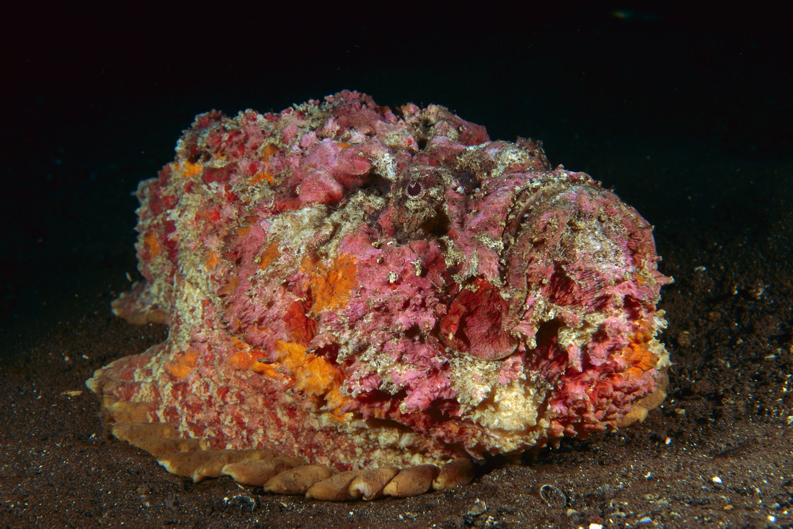 a reef stonefish