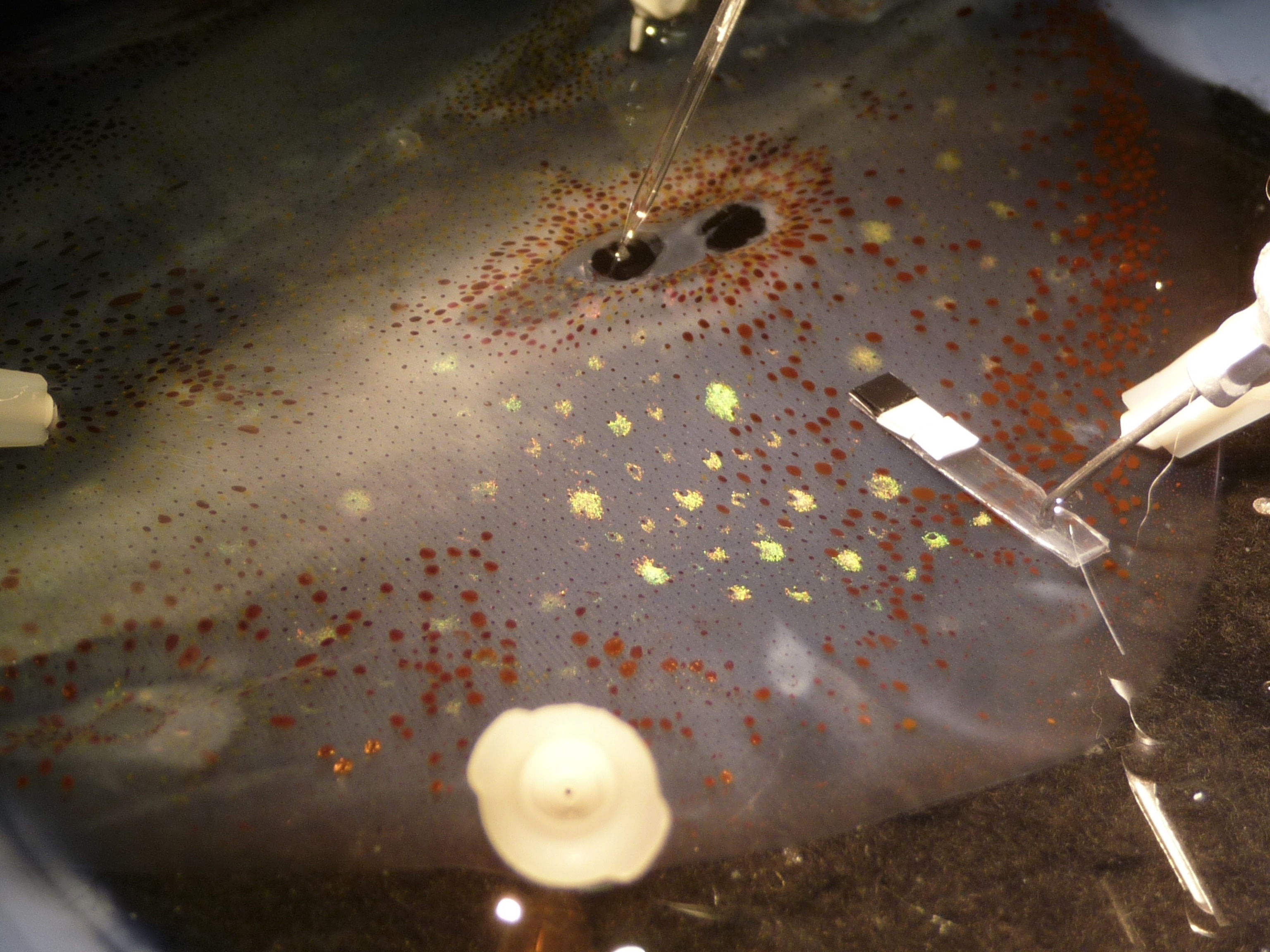 Squid picture - scientists using glass electrode to send pulses along nerve cell