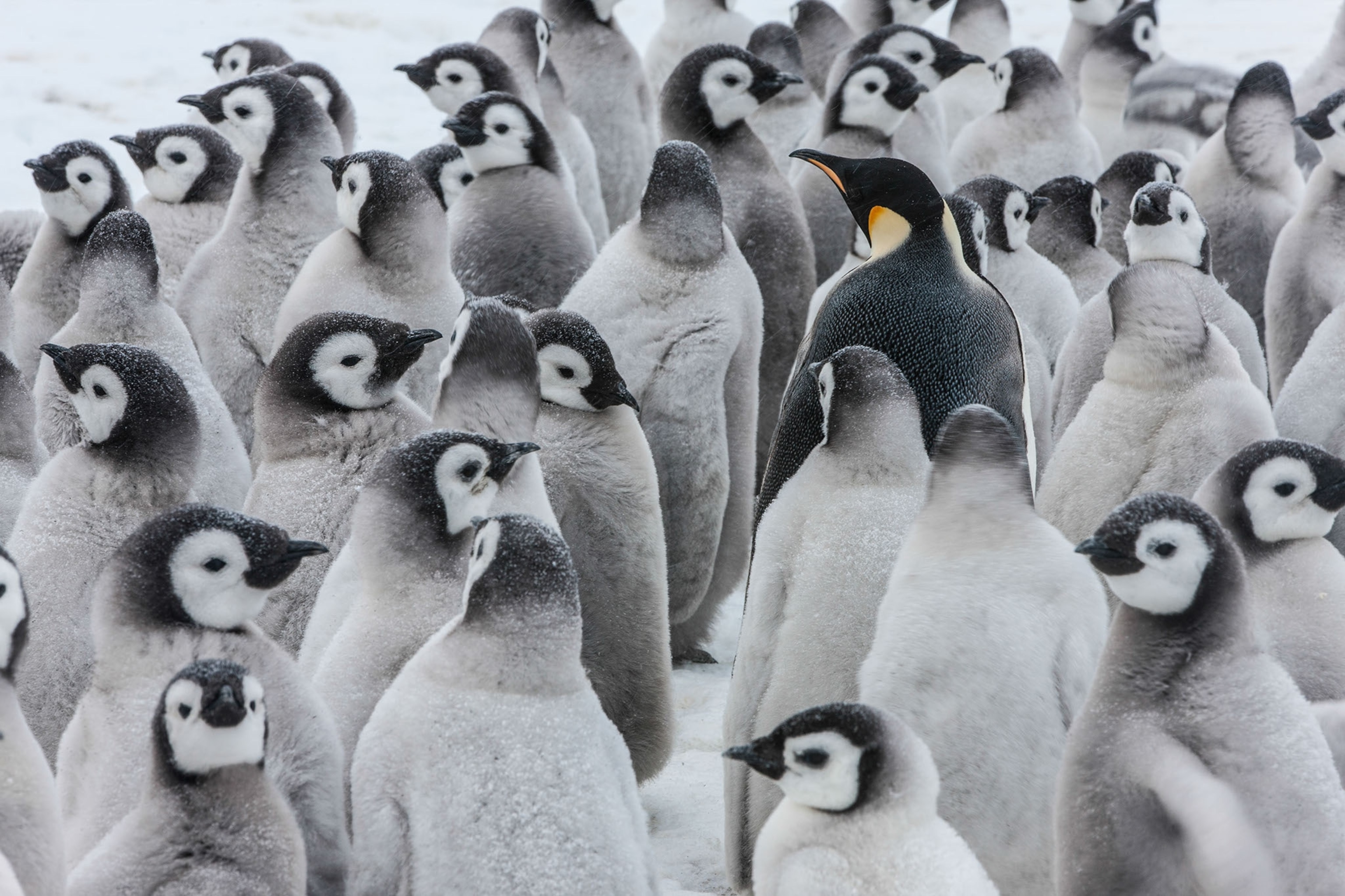 crowd of penguins