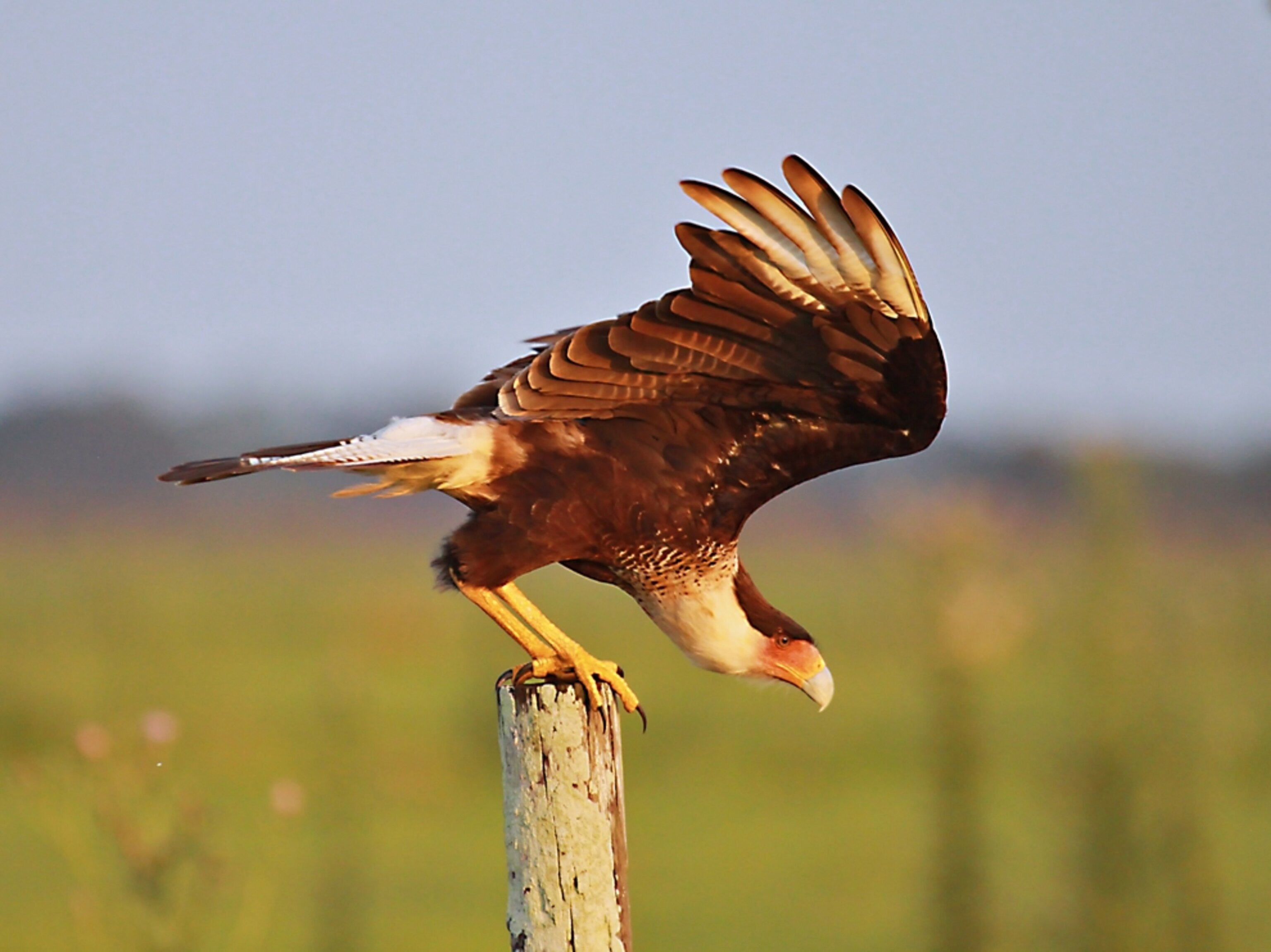 a crested caracara at Stormwater Treatment Area 5
