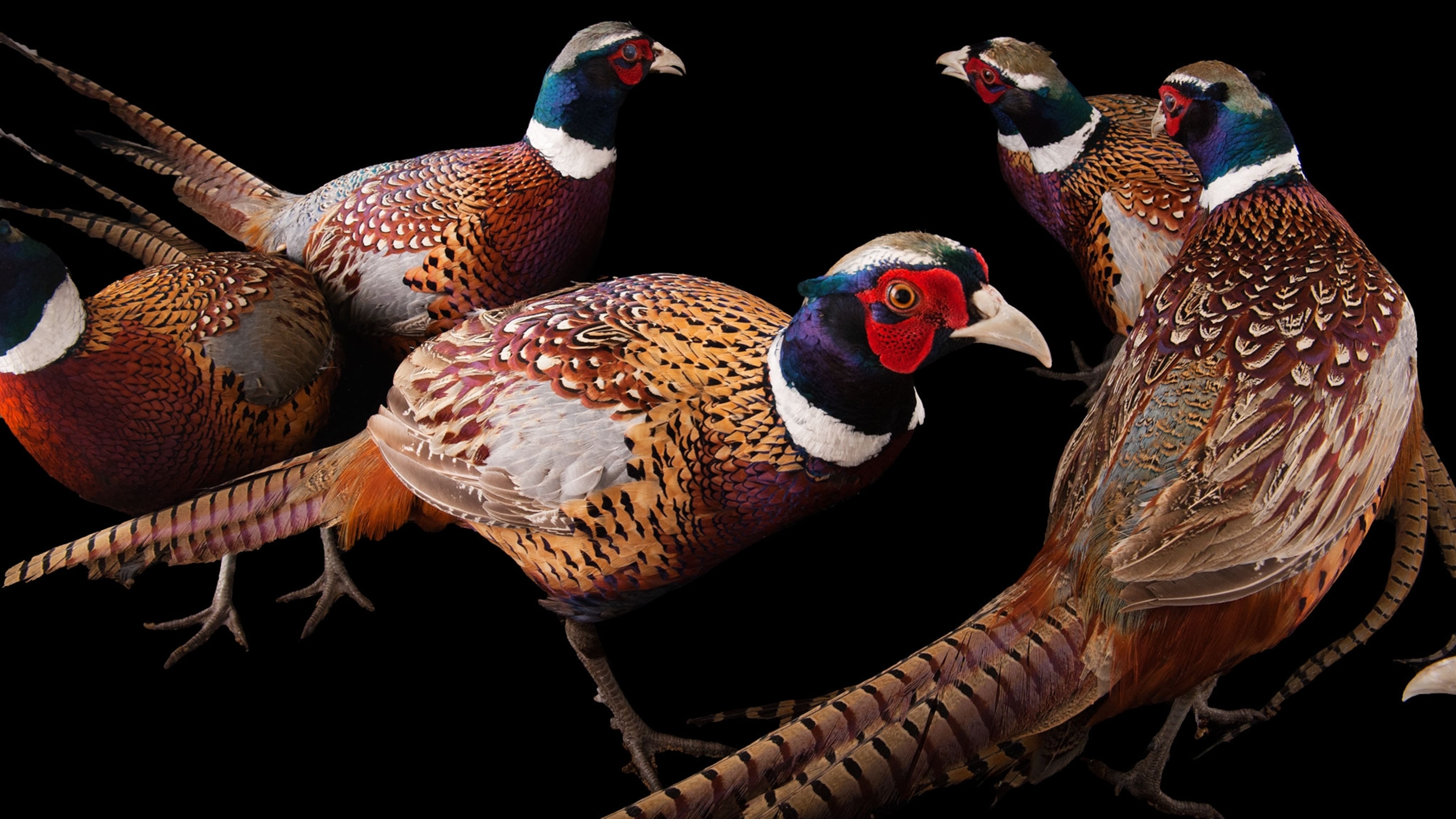 Why Flashy Male Birds Aren't Really What They Seem