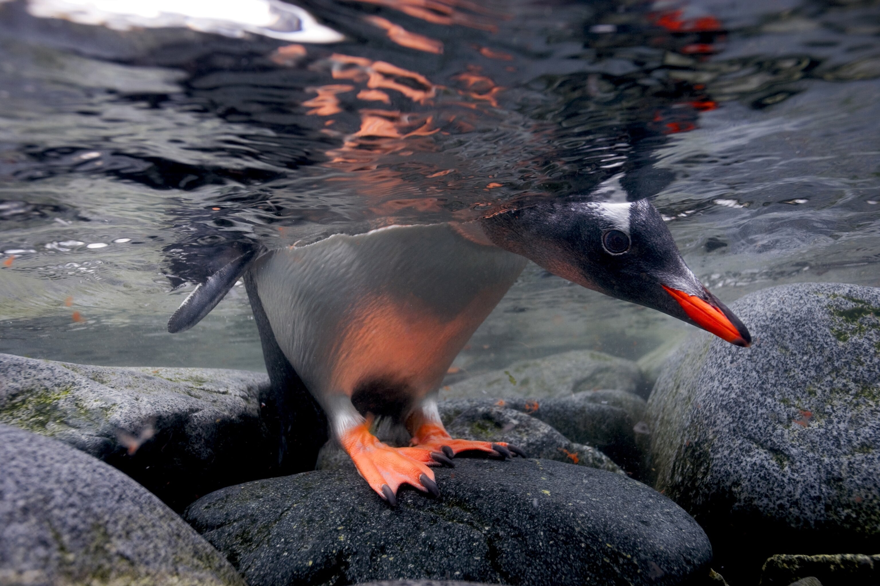 a gentoo penguin peeking beneath the water