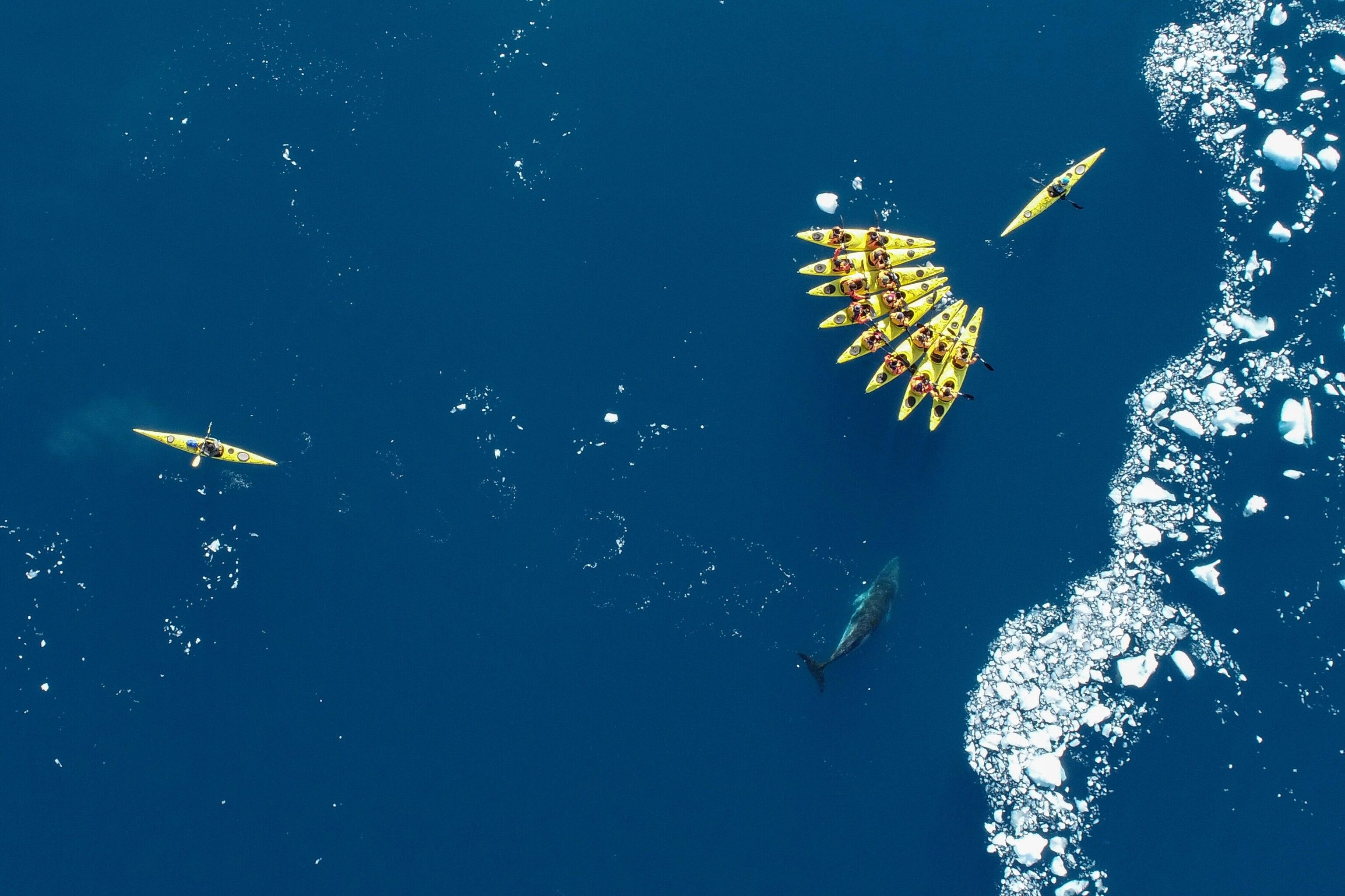 Kayakers spot a minke whale in Cierva Cove. Sightings of fin, humpback, minke and sei whales are a strong possibility as they spend most of the southern summer in Antarctica, feeding on krill.
