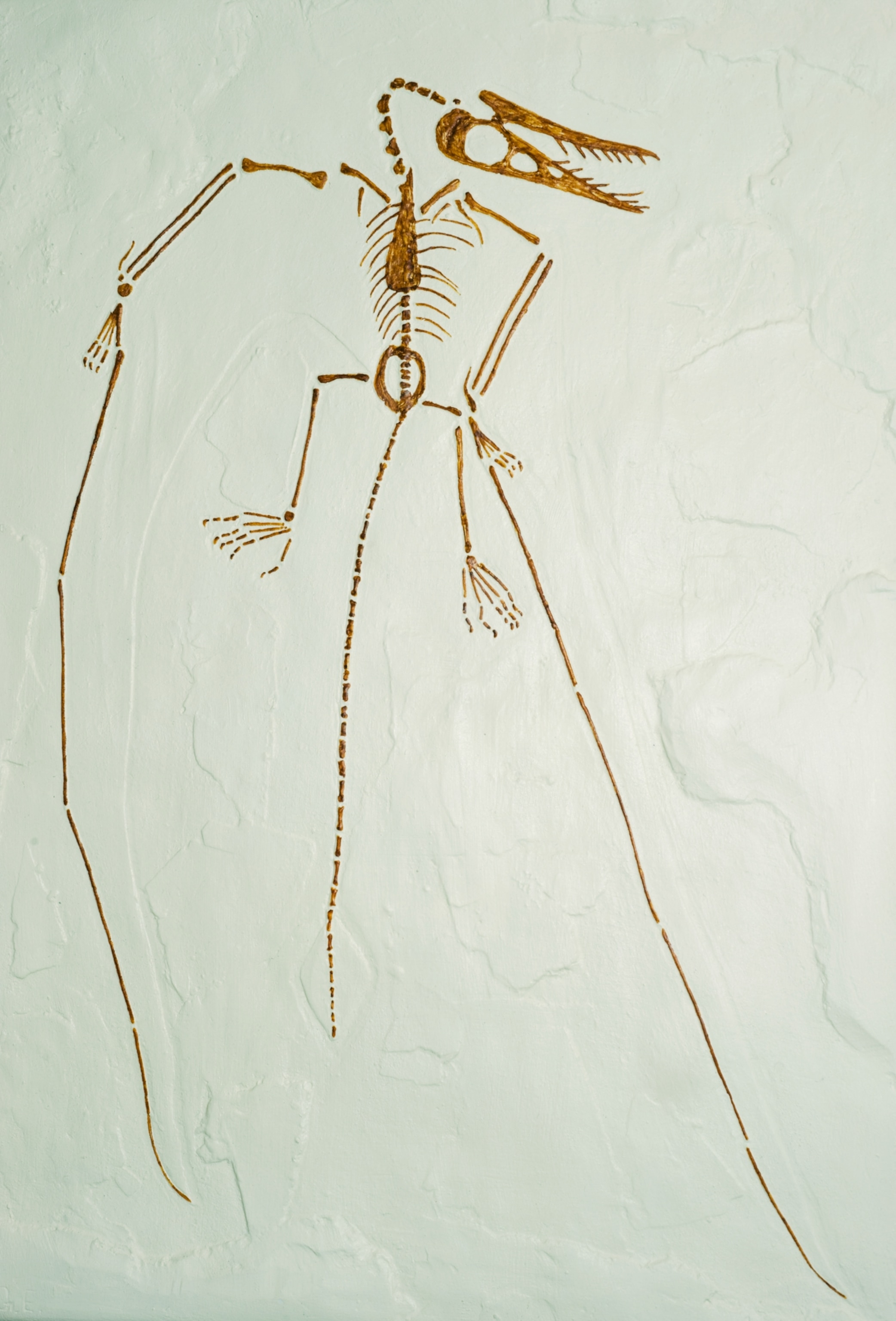 The fossil remains of Rhamphorhynchus gemini, with its head and beck bent backwards