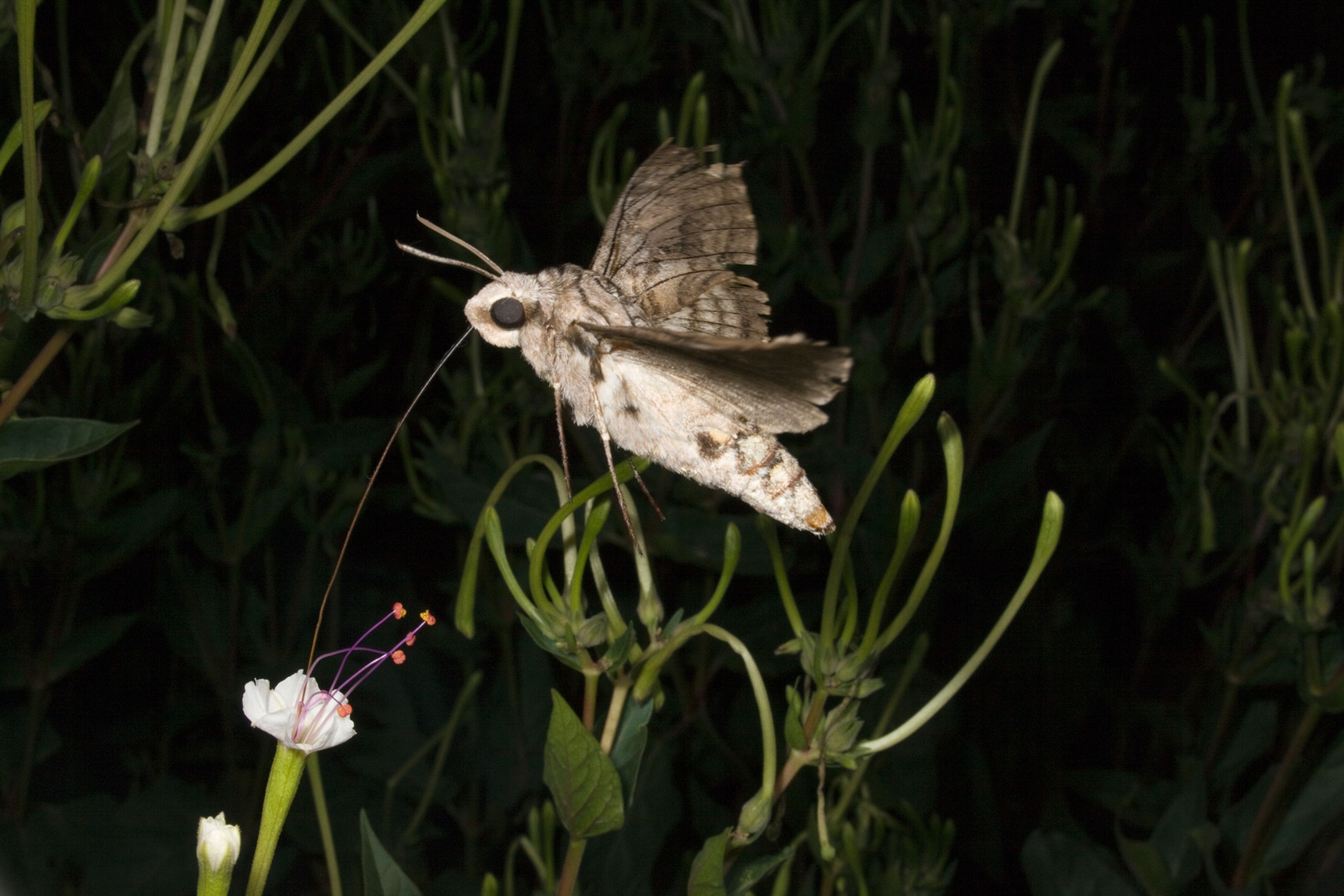An insect flying around flowers.