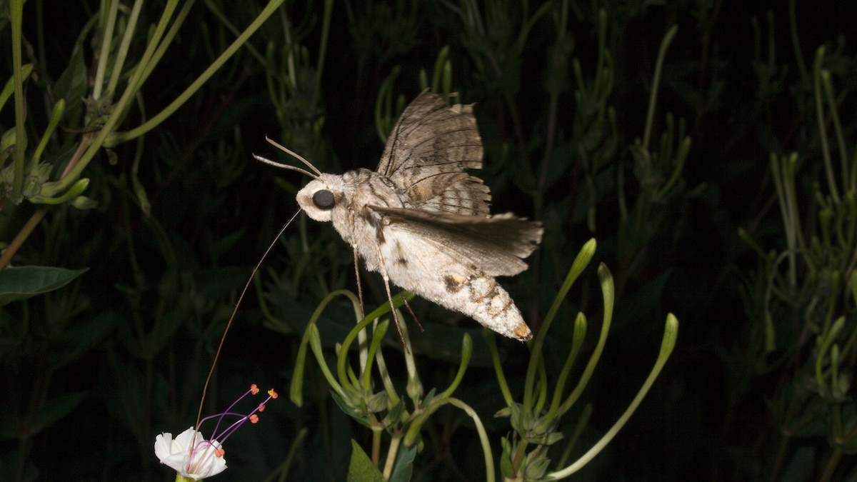 The surprising ways air pollution alters insects' lives