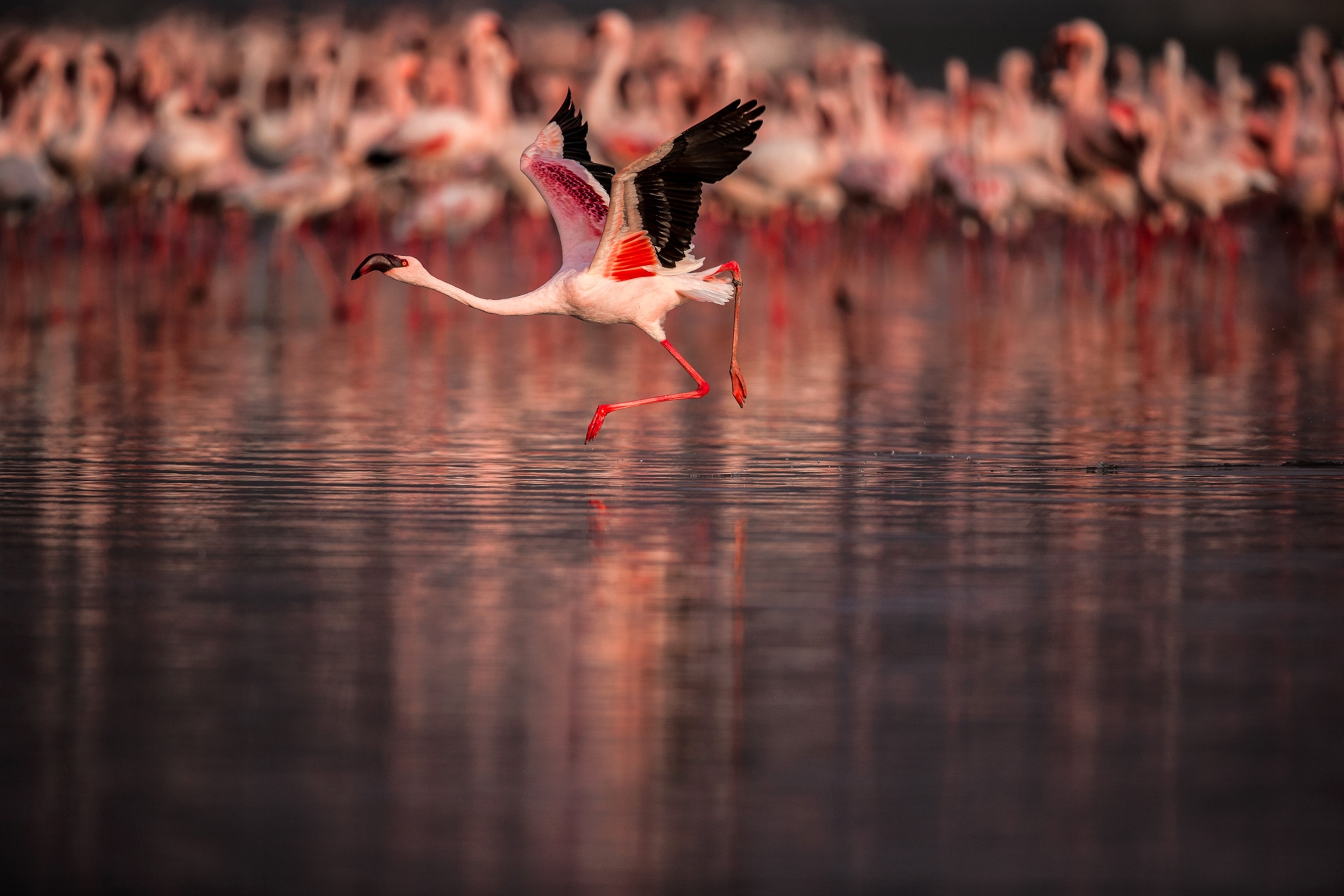 WILD /  Helle & Uri Løvevild Golman    w Rare Wildlife Portraits From Photographers Who Click