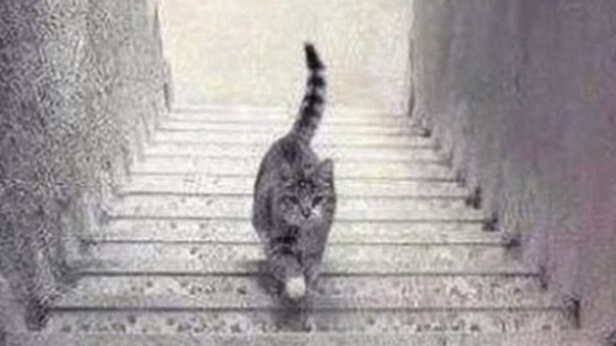 Is This Cat Going Up or Down?