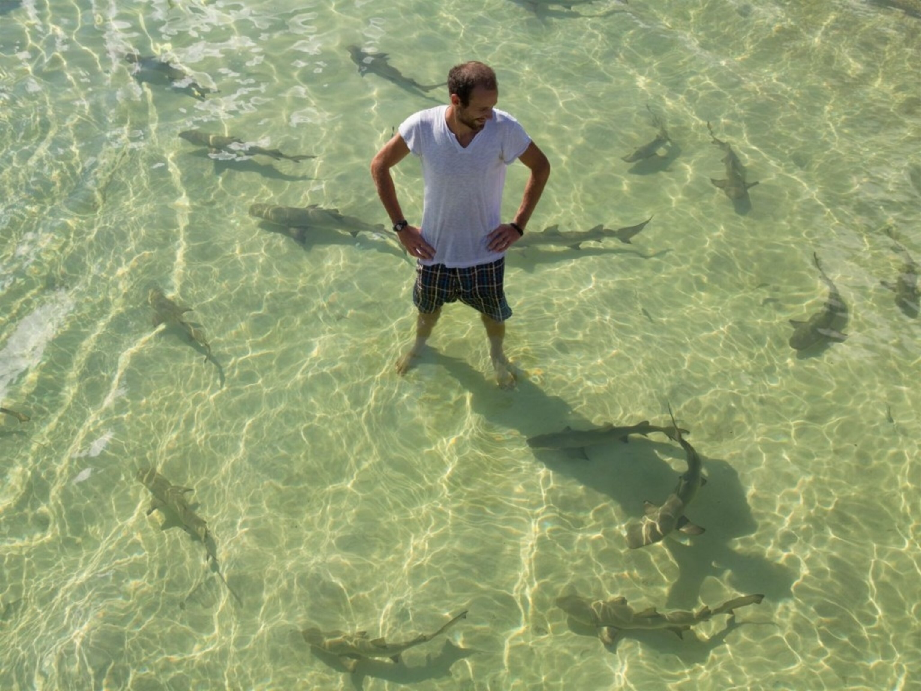 Sharks Have Social Networks, Learn From Friends