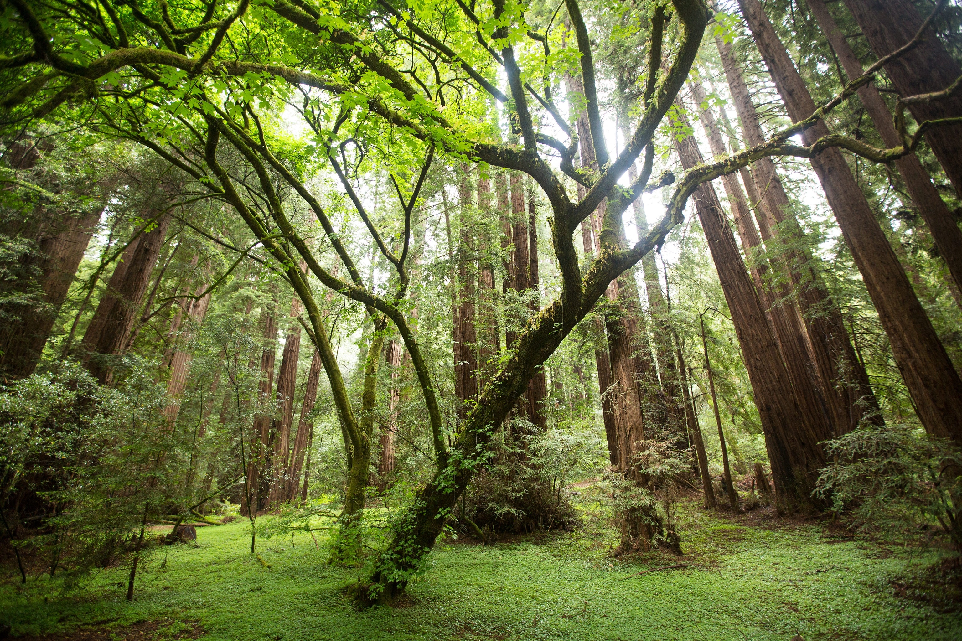 a moss-covered tree in Muir Woods, California