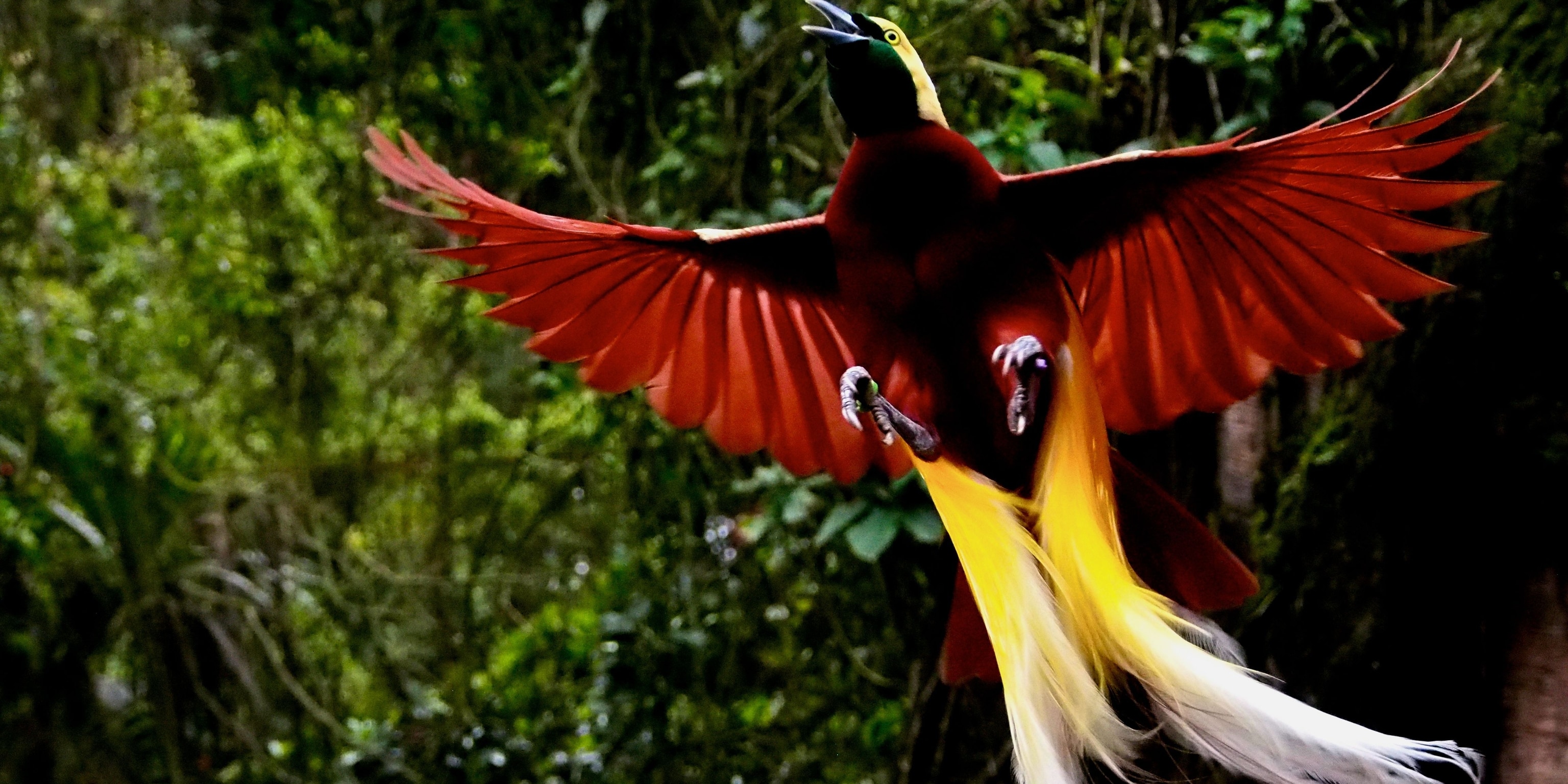 flying bird of paradise animal