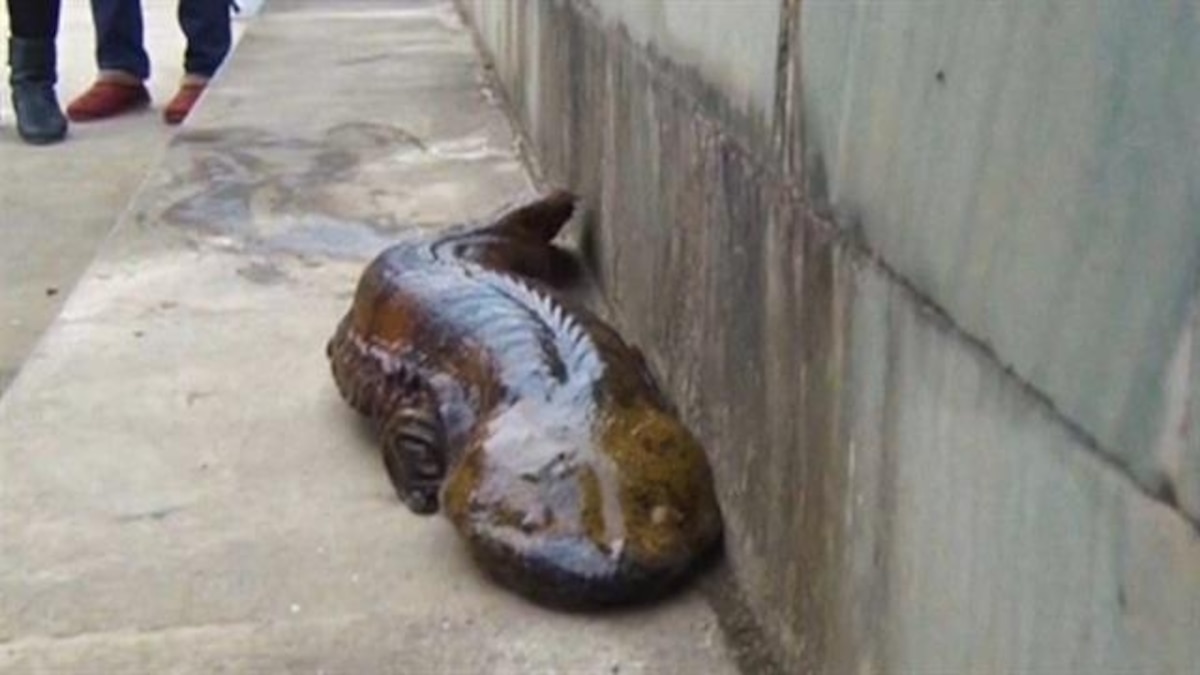 Chinese Giant Salamander is 5 Species—And They're Threatened