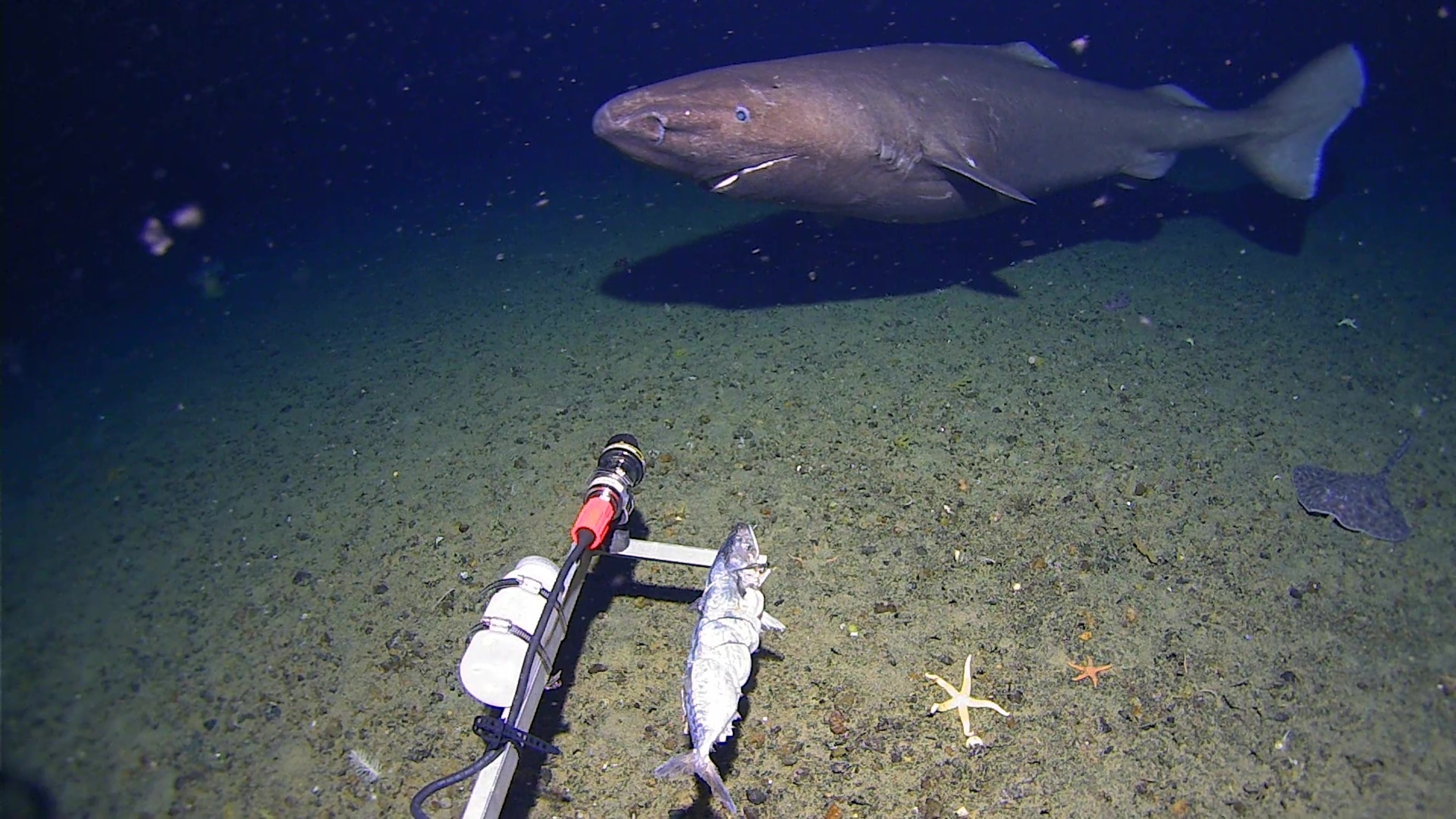 A shark swimming underwater.