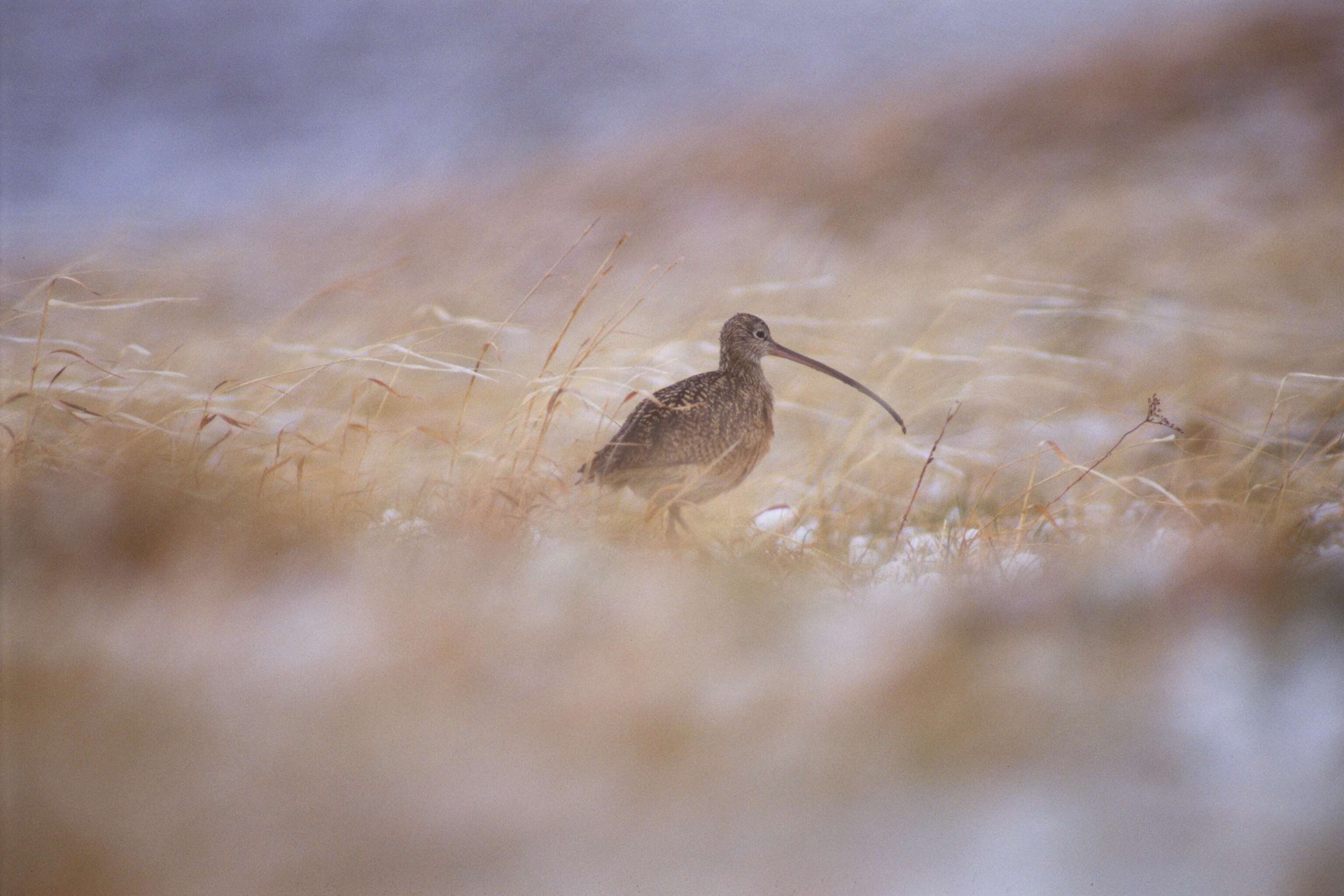 Illegal shooting of protected animals more common than thought