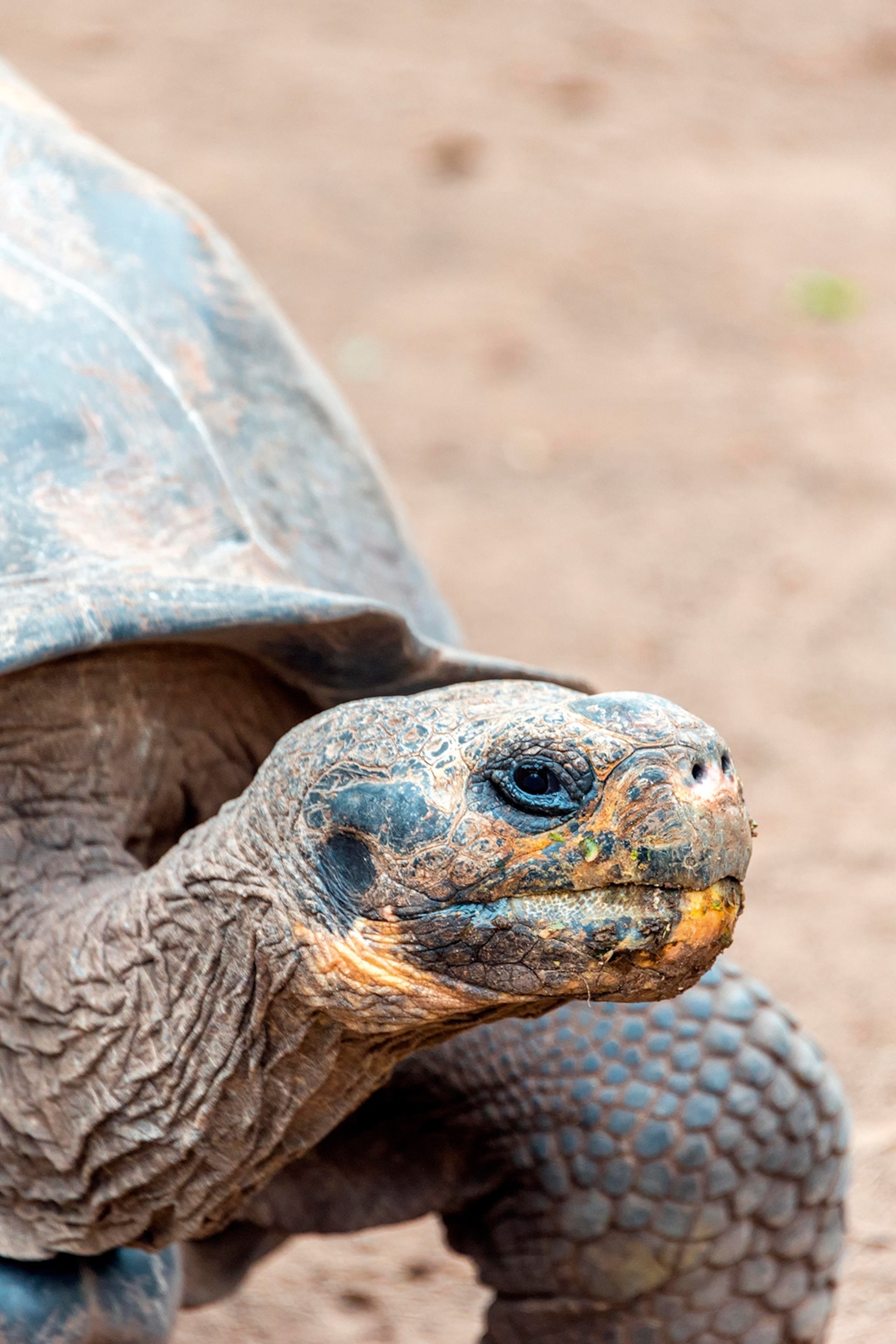A close-up of a giant tortoise on a beach.