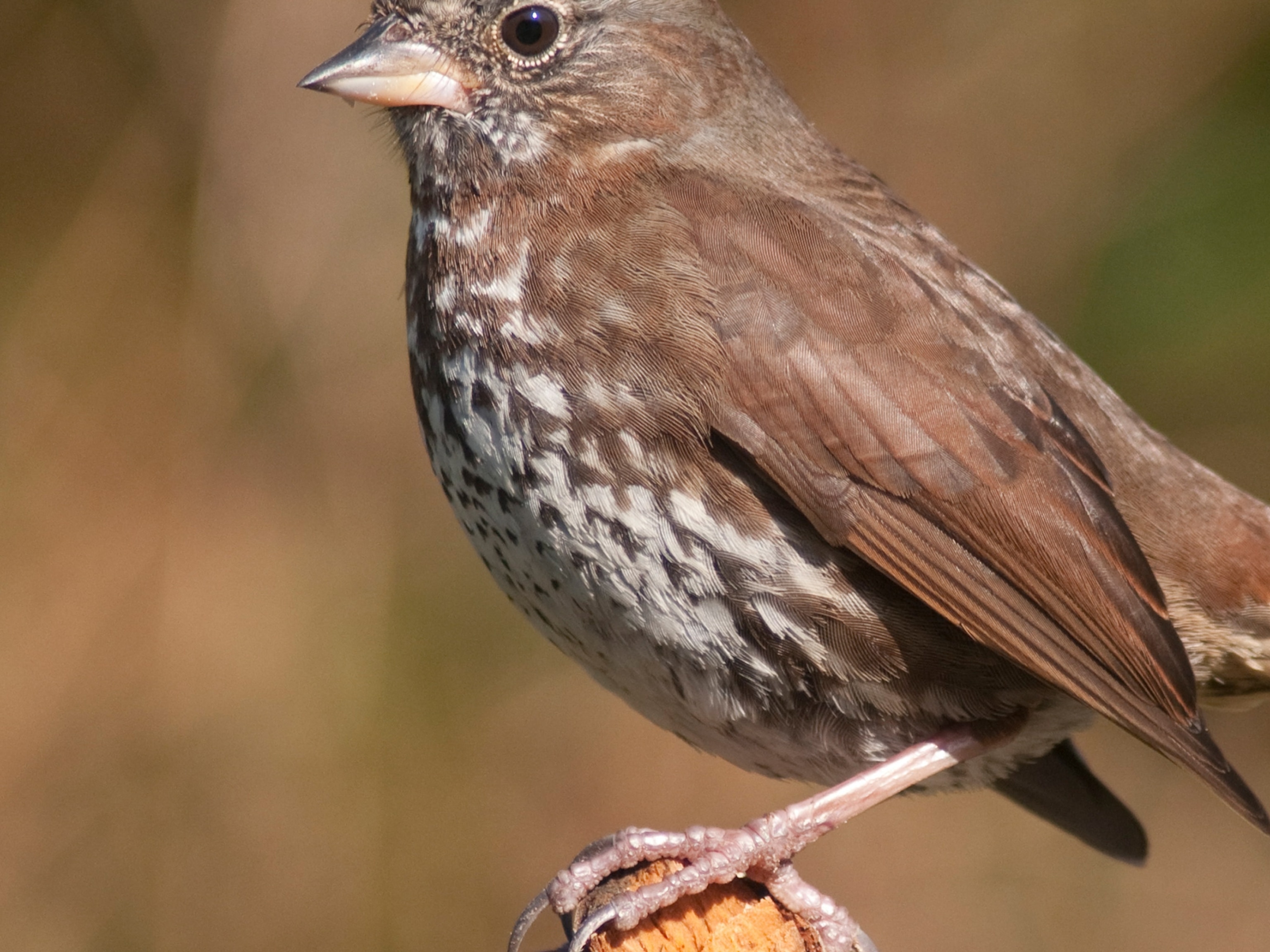 Fox Sparrow National Geographic