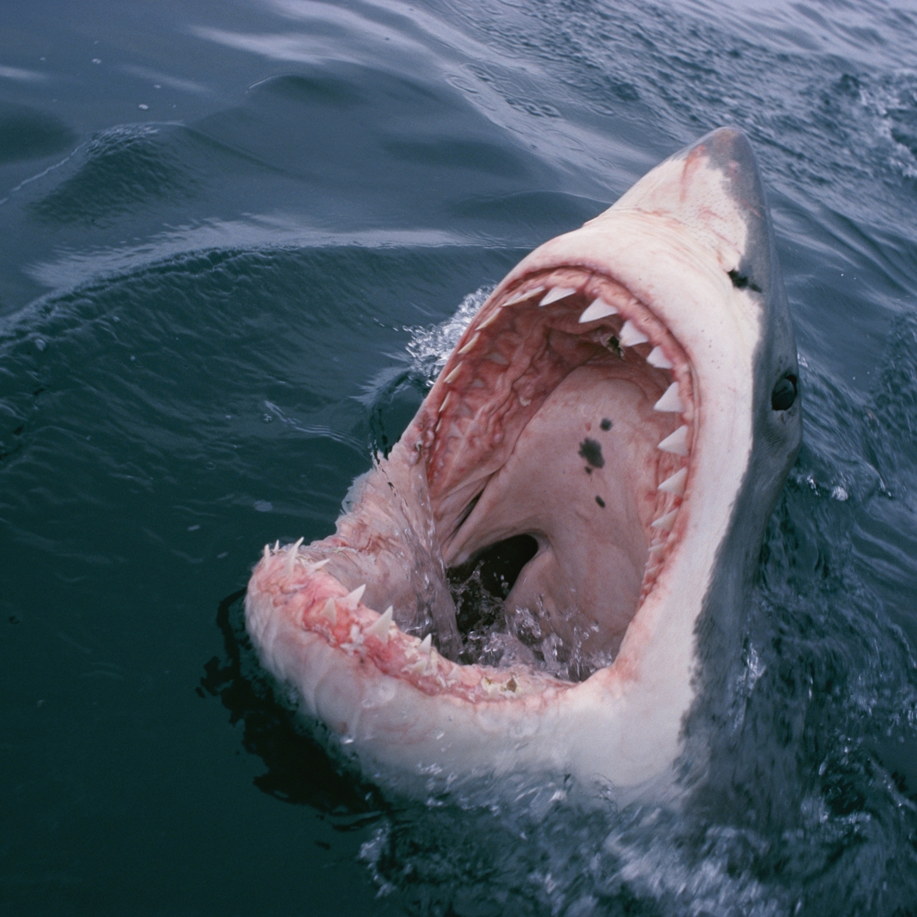 Here's where, when most shark attacks happen in Florida