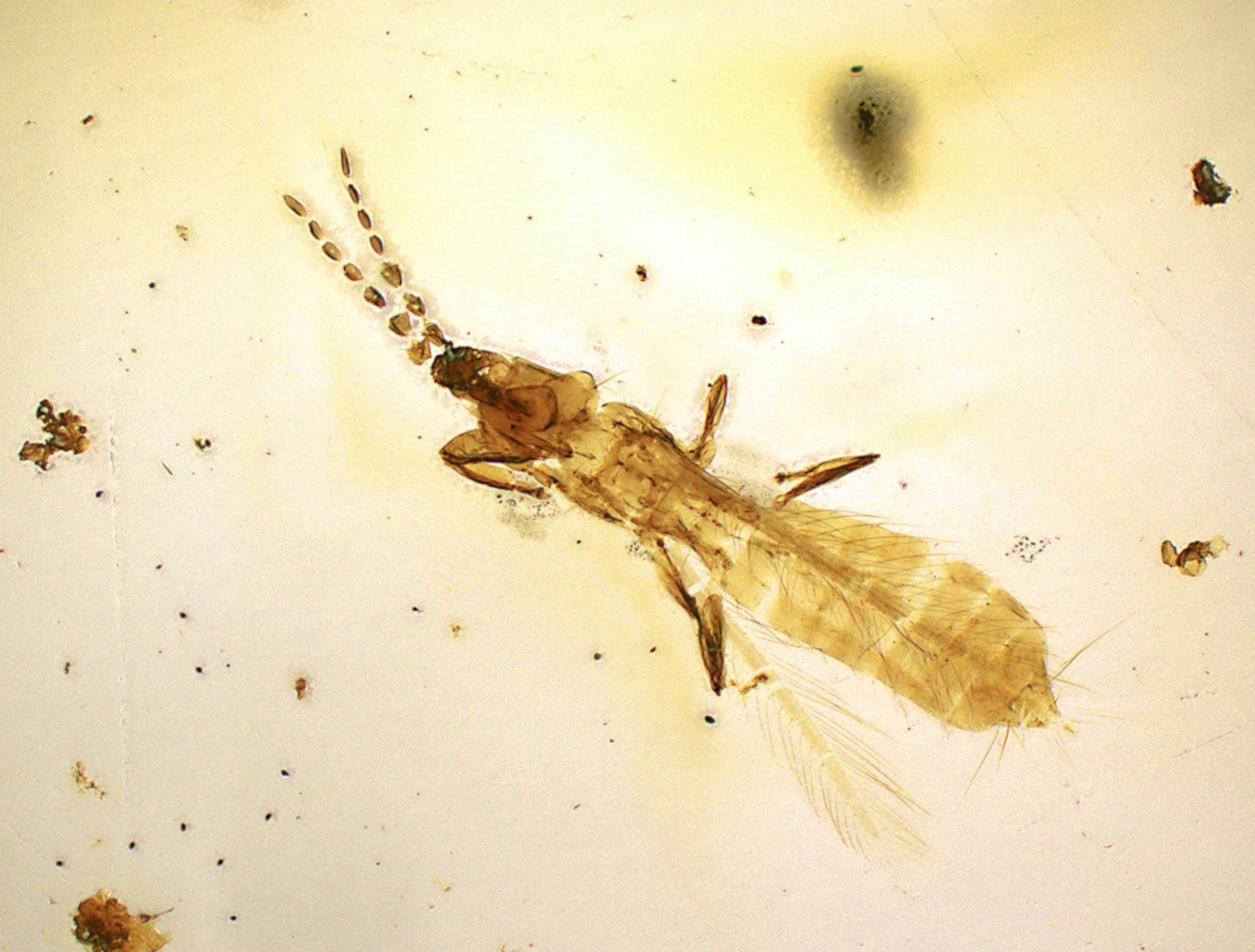 A thrips, or thunder fly, in amber.