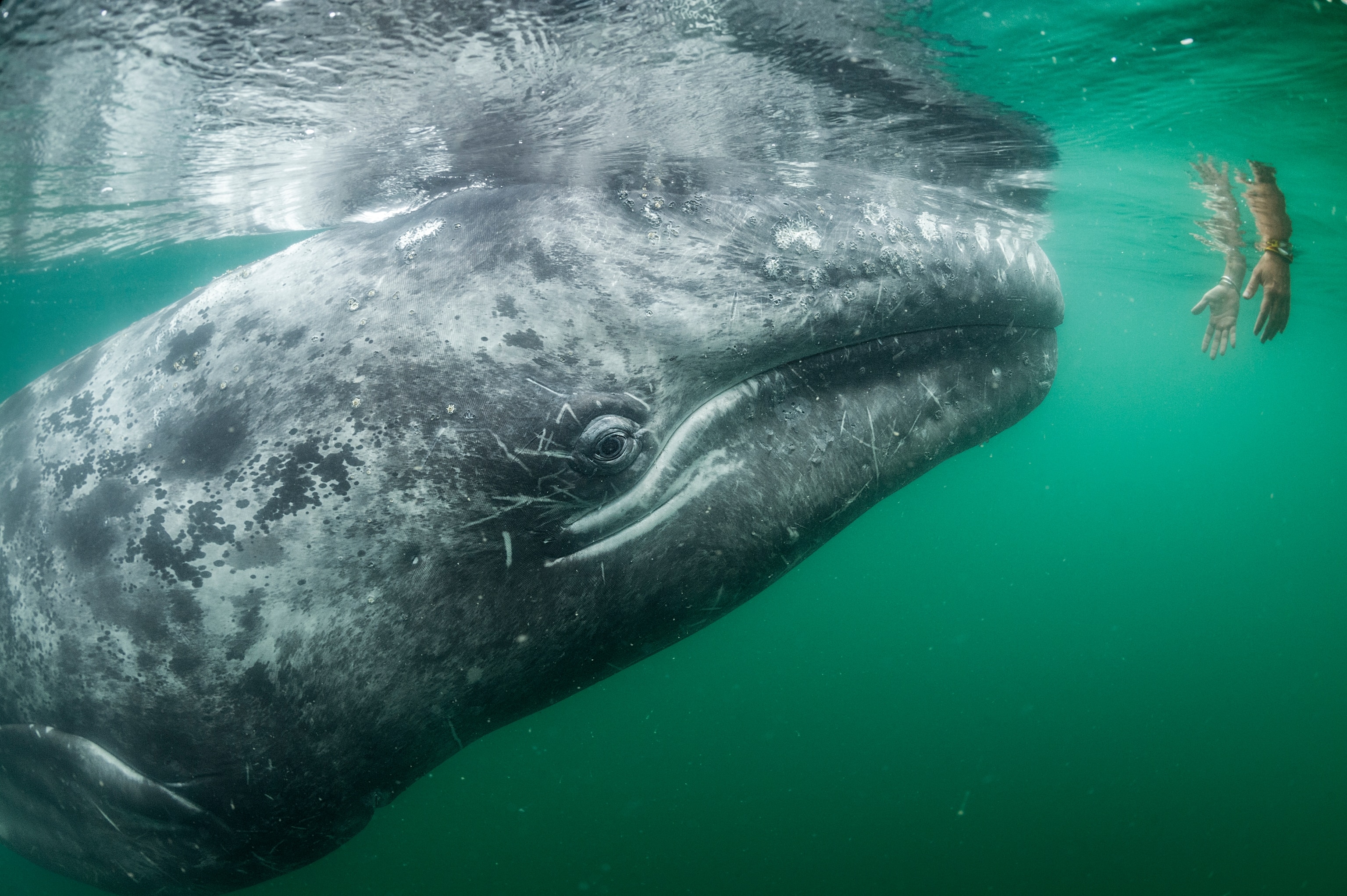 A hand reaching into the water in front of a large gray whale