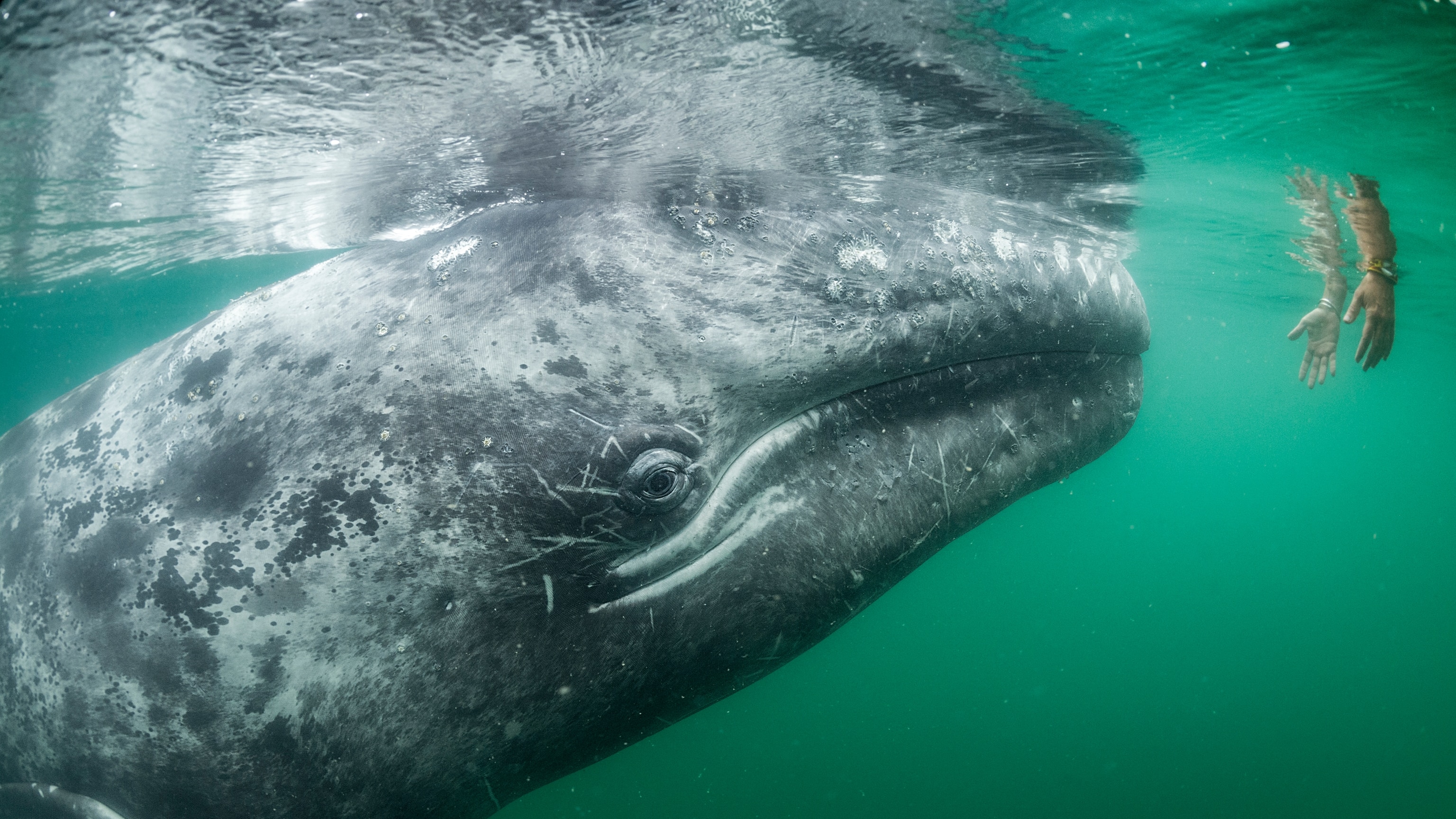 20 stunning images from the Nat Geo archives: whales, weddings, and a winter wonderland