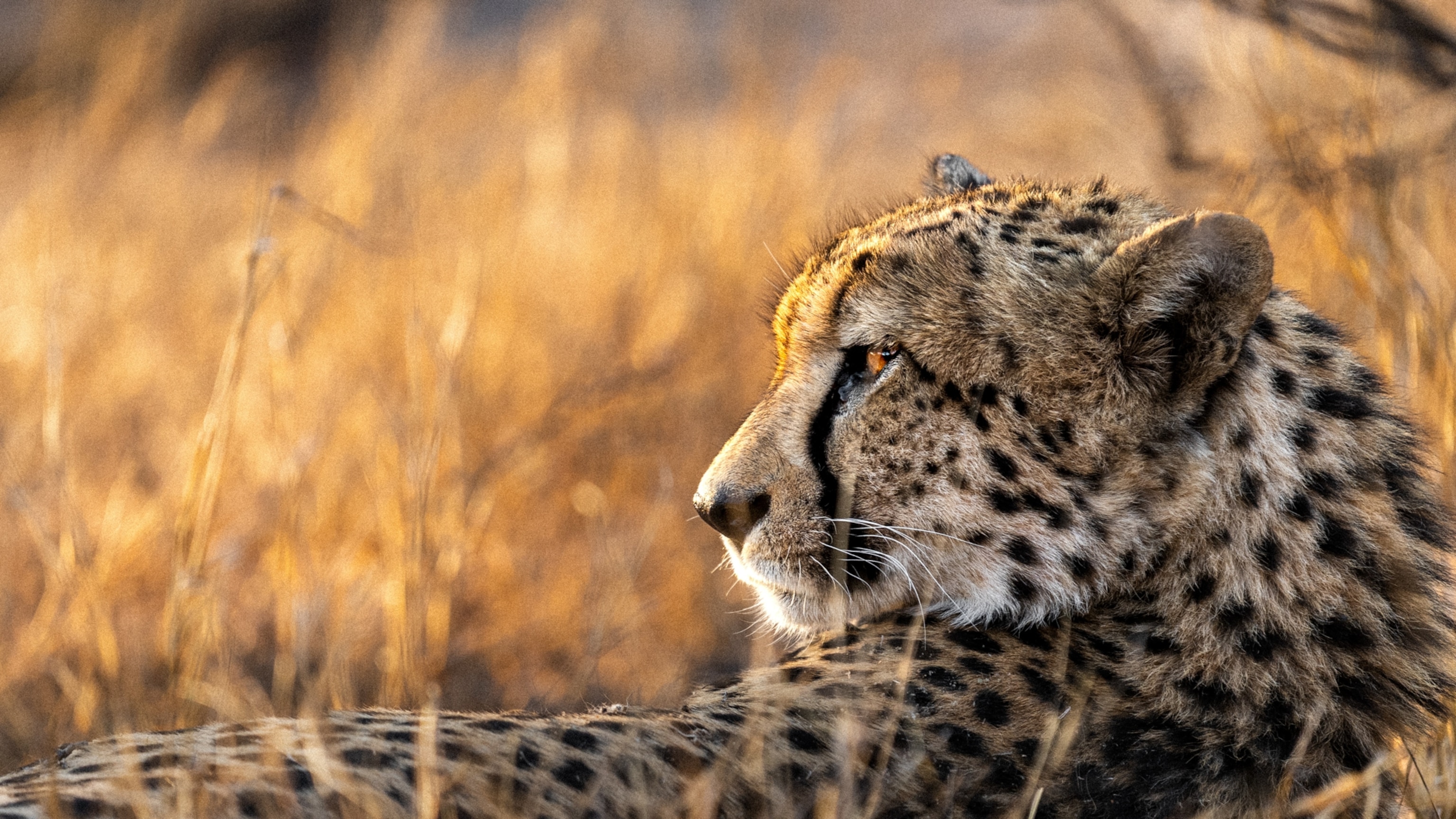 Inside the largest cheetah relocation ever attempted
